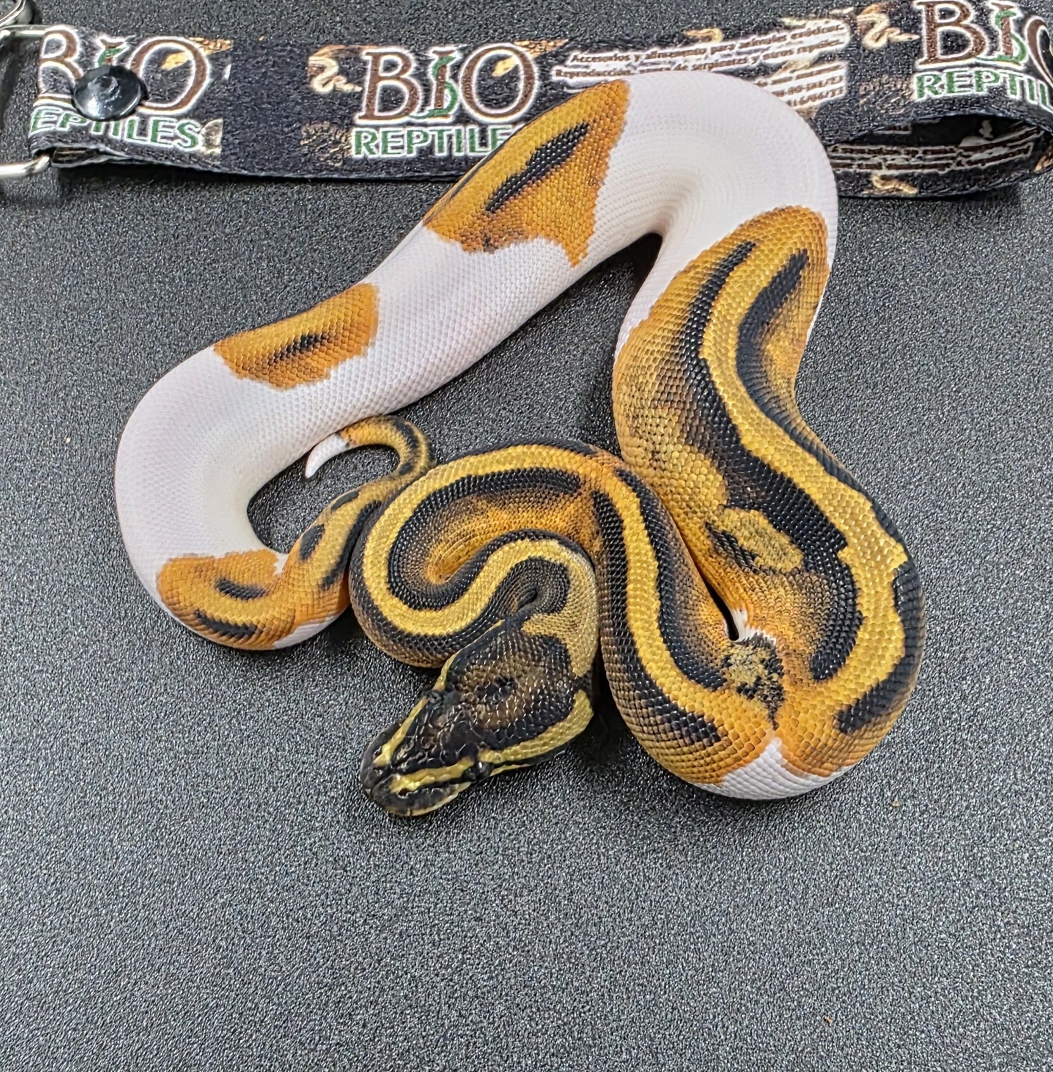 Pied Hembra ID260607