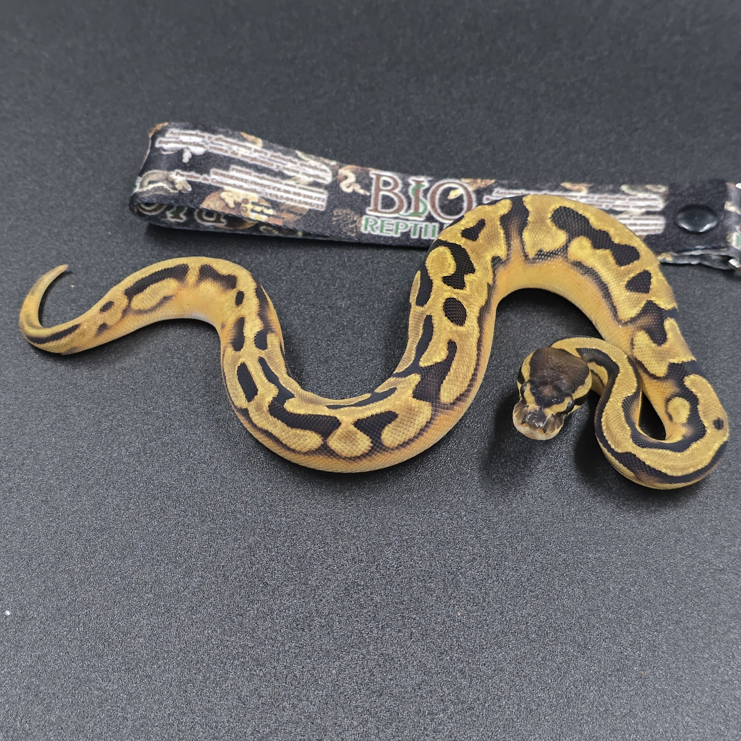 Enchi Pied Hembra - ID261207