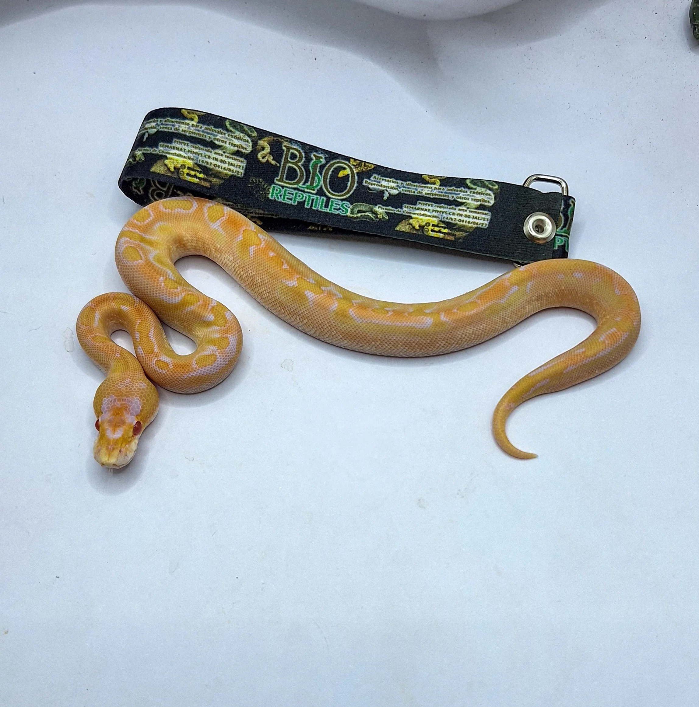 PR-24-11-02 enchi champagne albino.jpg