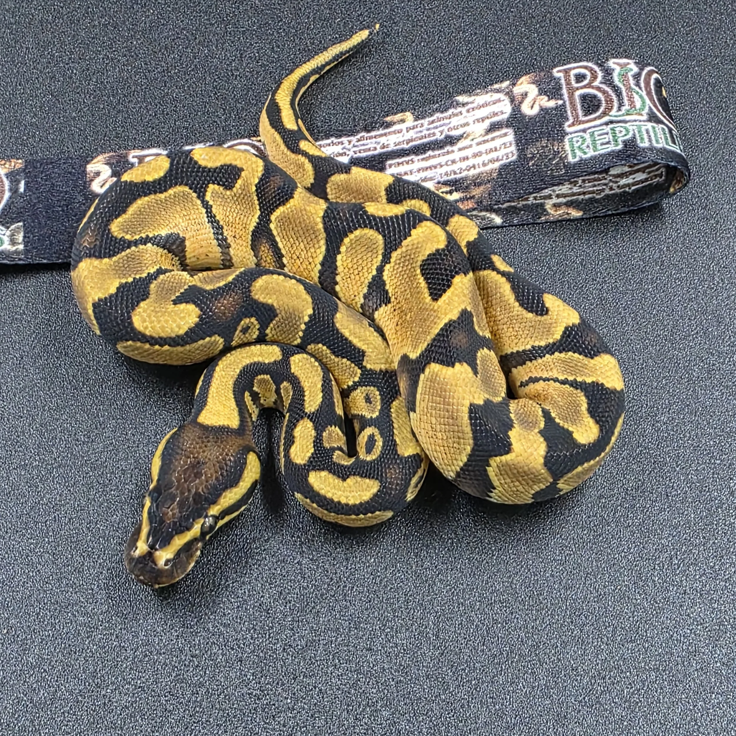 Enchi Asphalt Macho ID260402