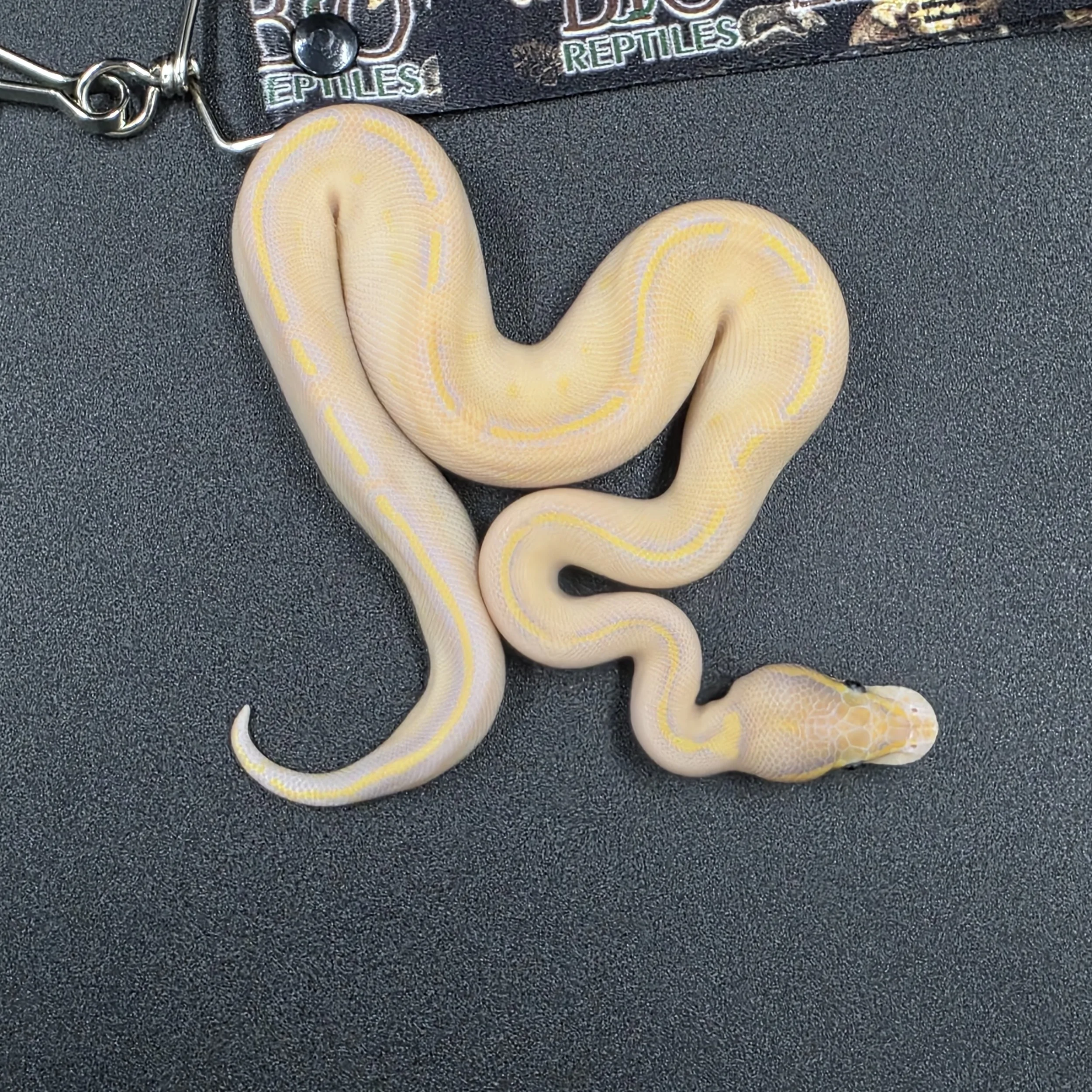 PR-26-05-02 Banana Pastel Mojave Highway het clown Macho 11000c.jpg