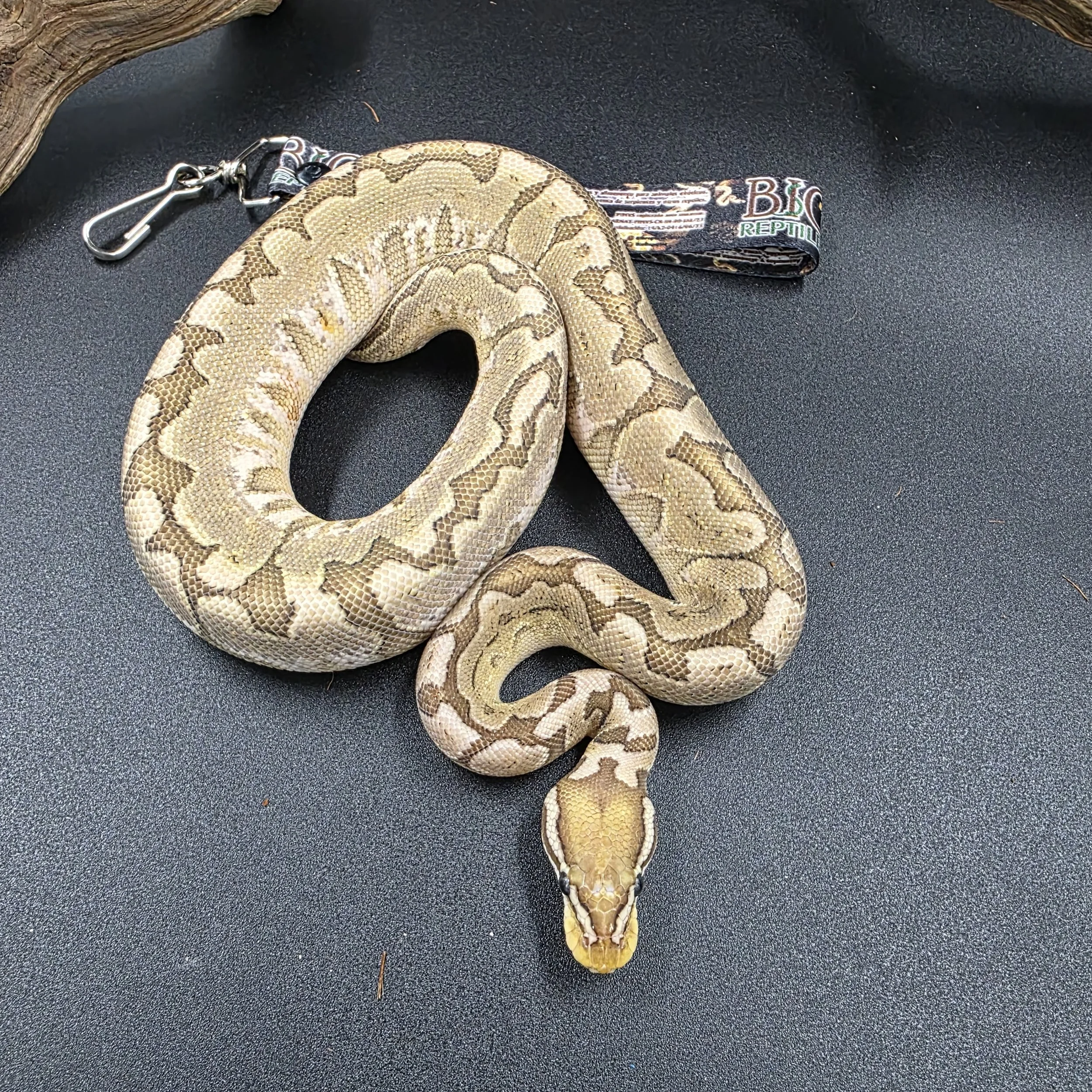 PR-25-03-05 Bamboo pastel 50% het ghost Hembra 6500b.jpg
