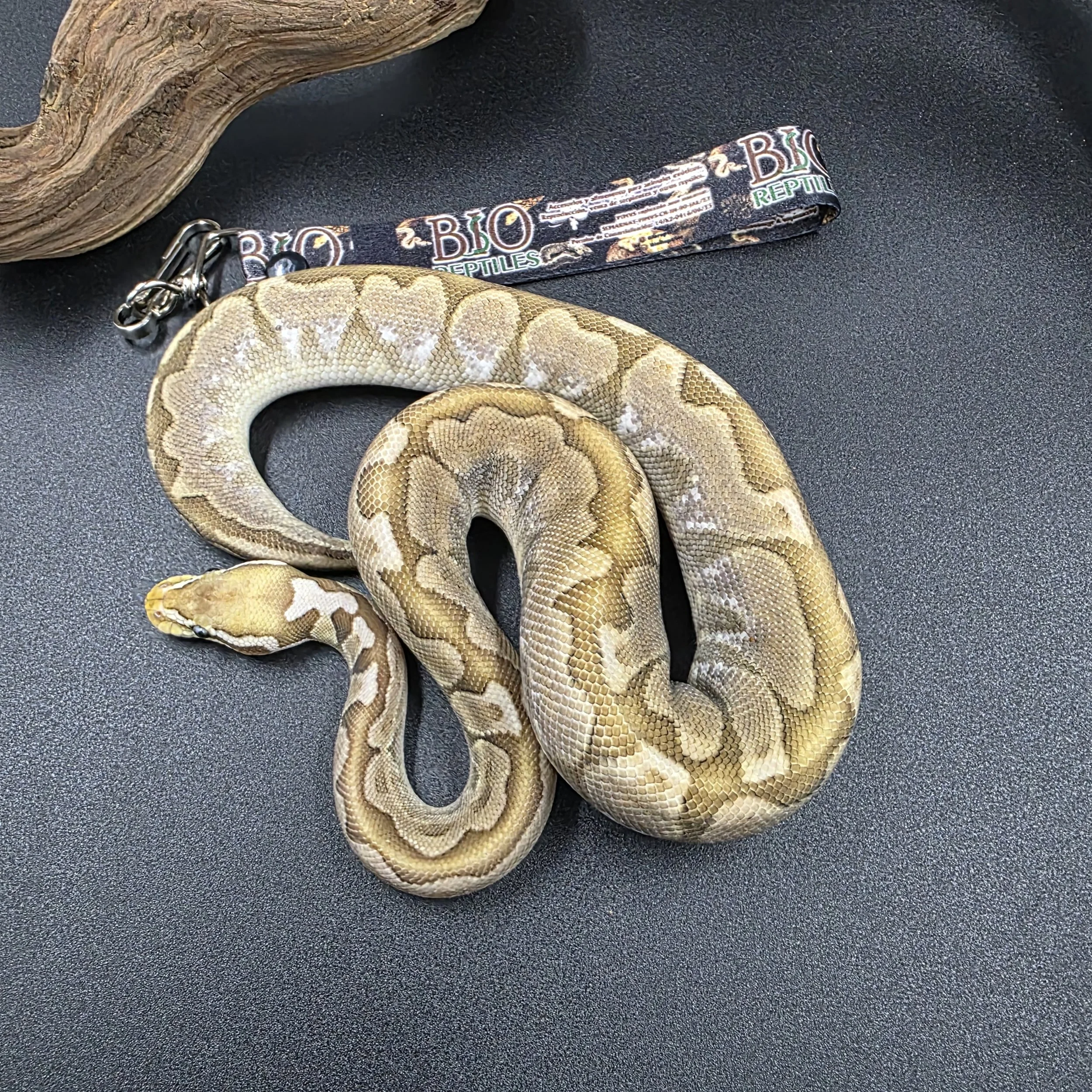 Bamboo Pastel 50% het hypo Hembra ID250305