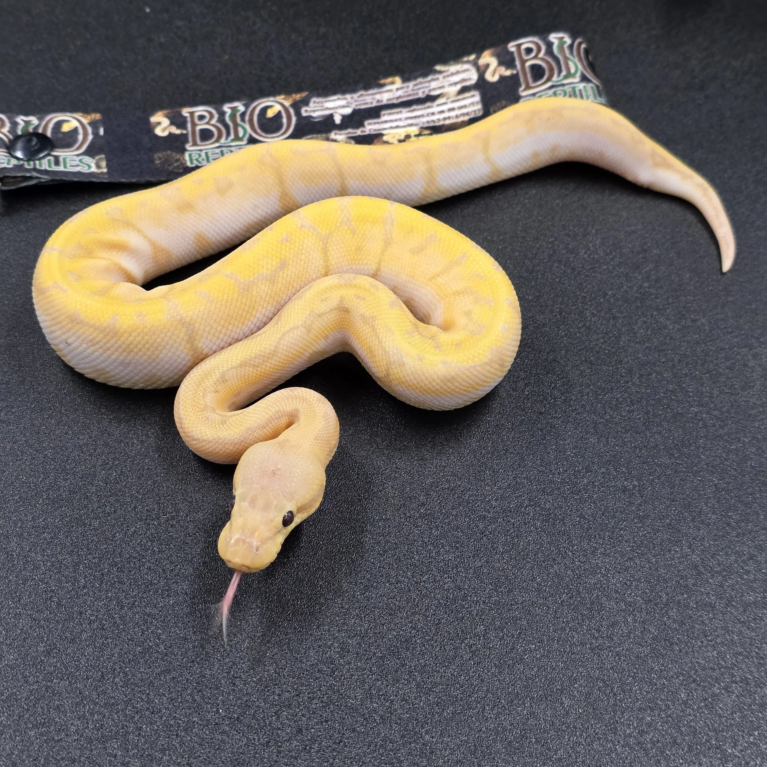 Banana Lemonblast Yellowbelly Macho ID260301