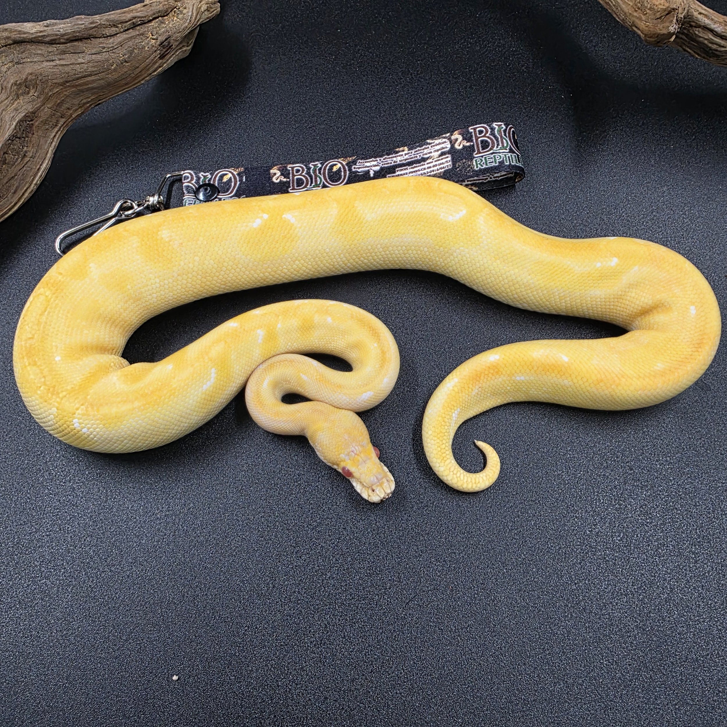 Enchi Champagne Macho ID241102