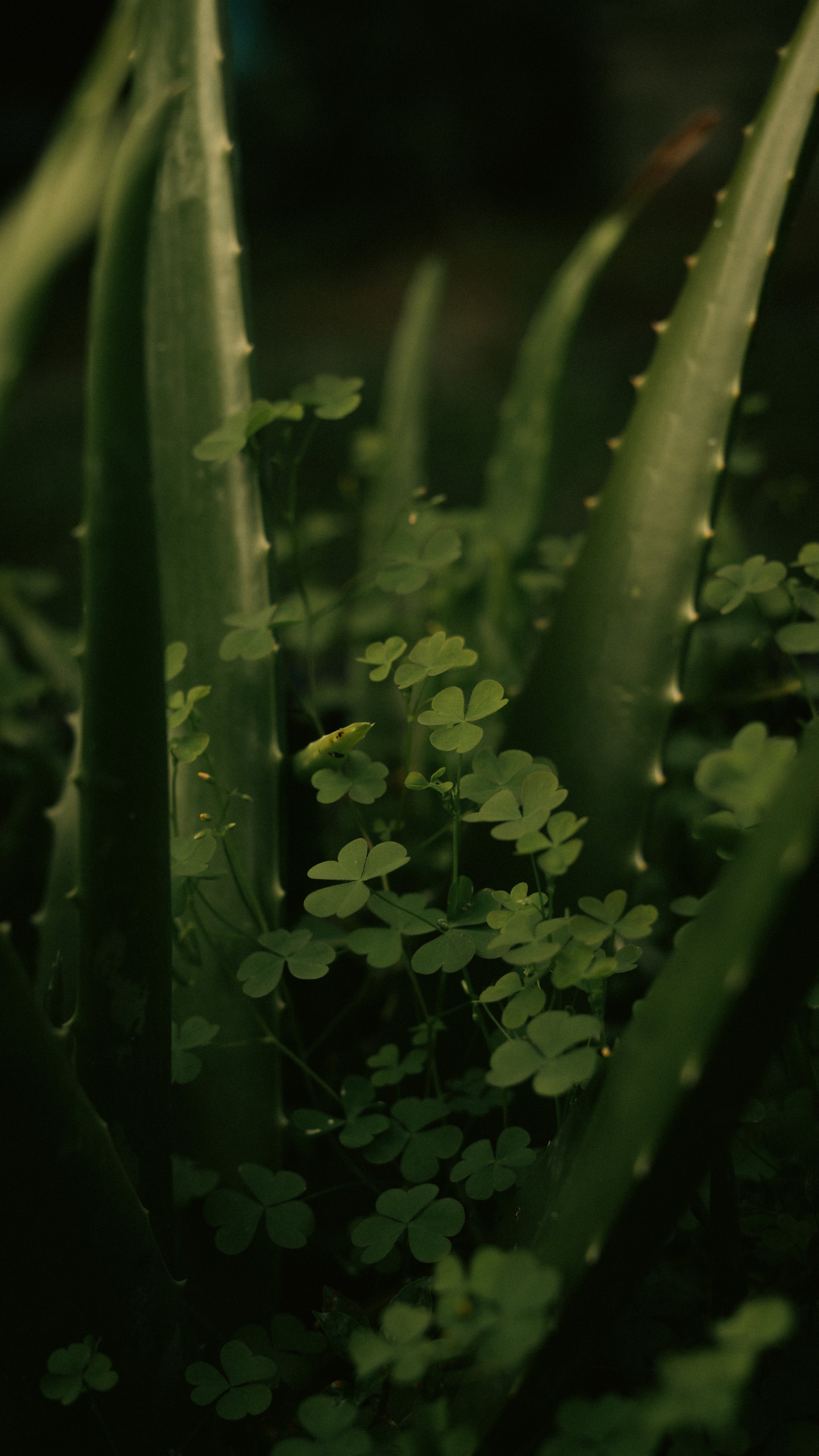 green.jpeg