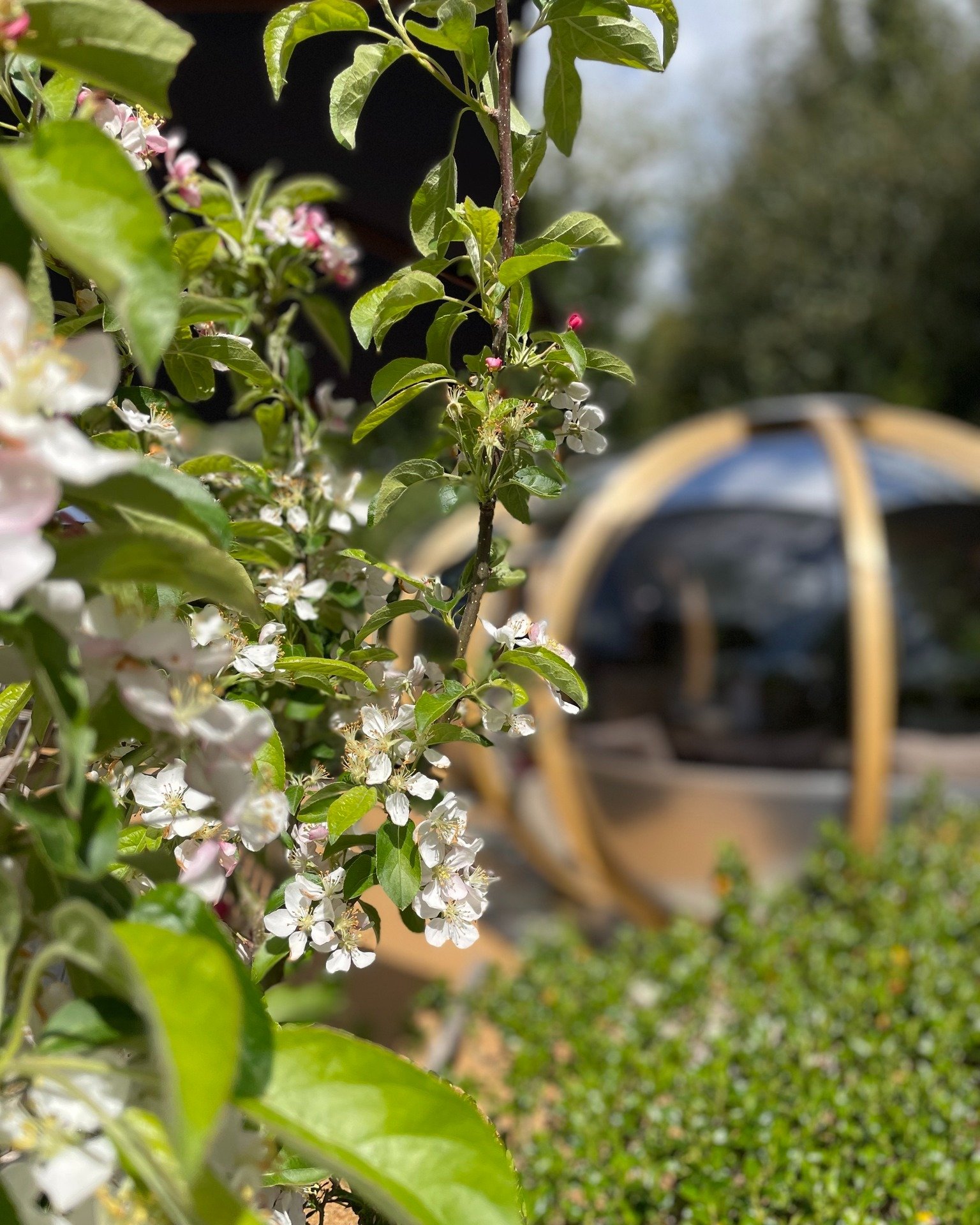 The blossom is out and the new menu is a seasonal delight and the temperature is on the rise. Come and enjoy alfresco dining at The Cock this weekend.

Bookings at https://thecockhemingford.co.uk/

#thecockathemingfordgrey #springmenu #alfrescodining