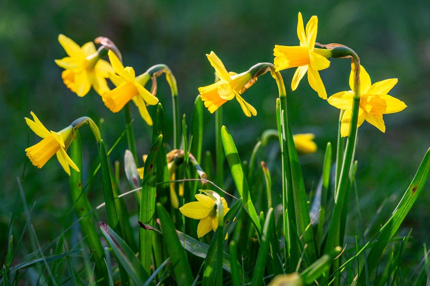 Daffodils.jpg