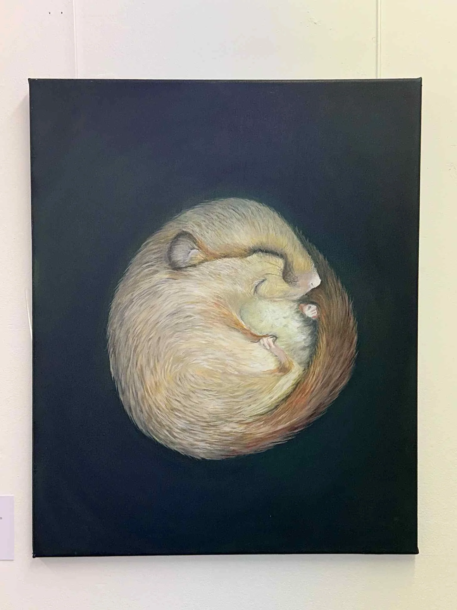 Painting of a curled-up, sleeping Hazel dormouse with a dark background.