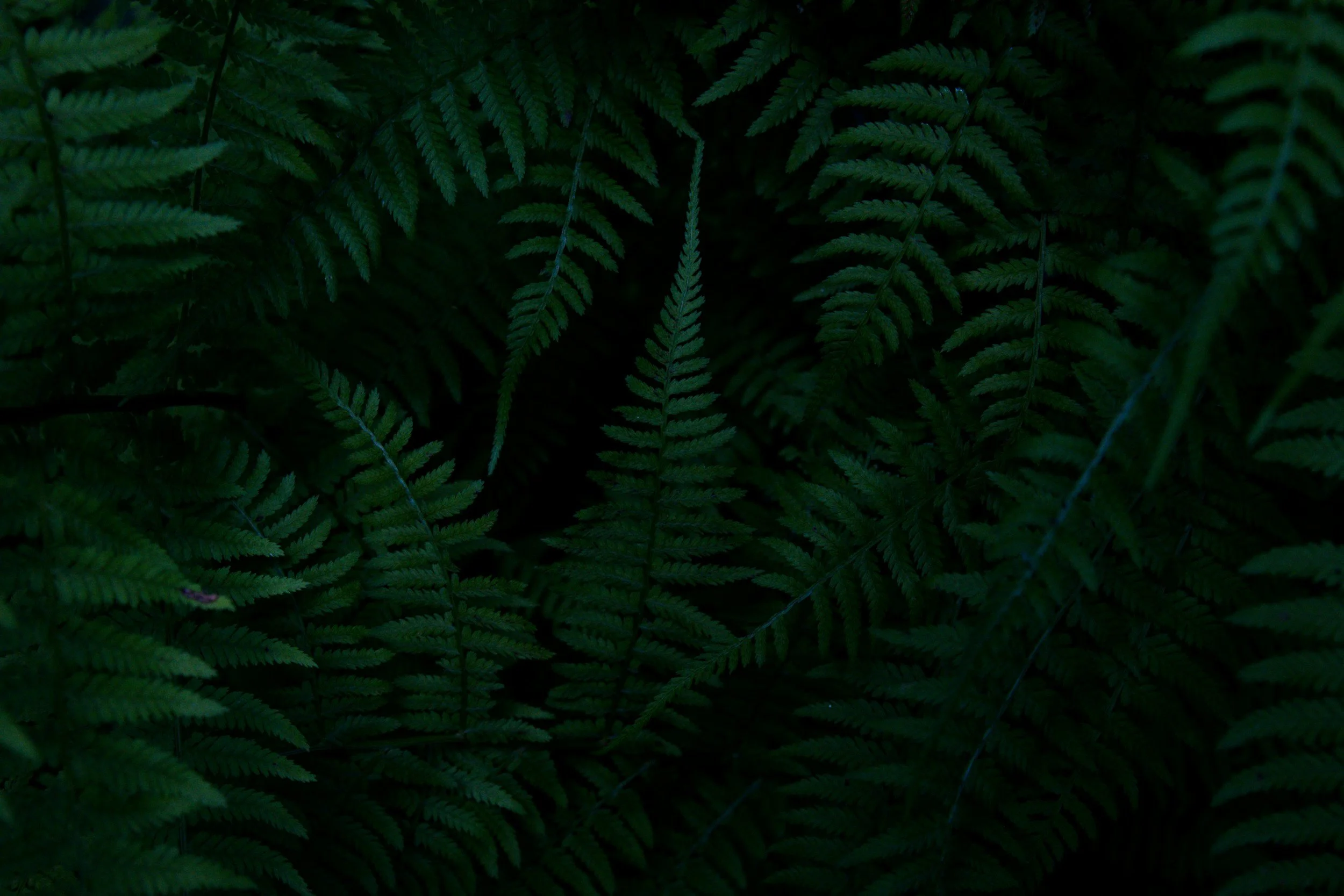 Close-up of dark green fern leaves with intricate patterns.