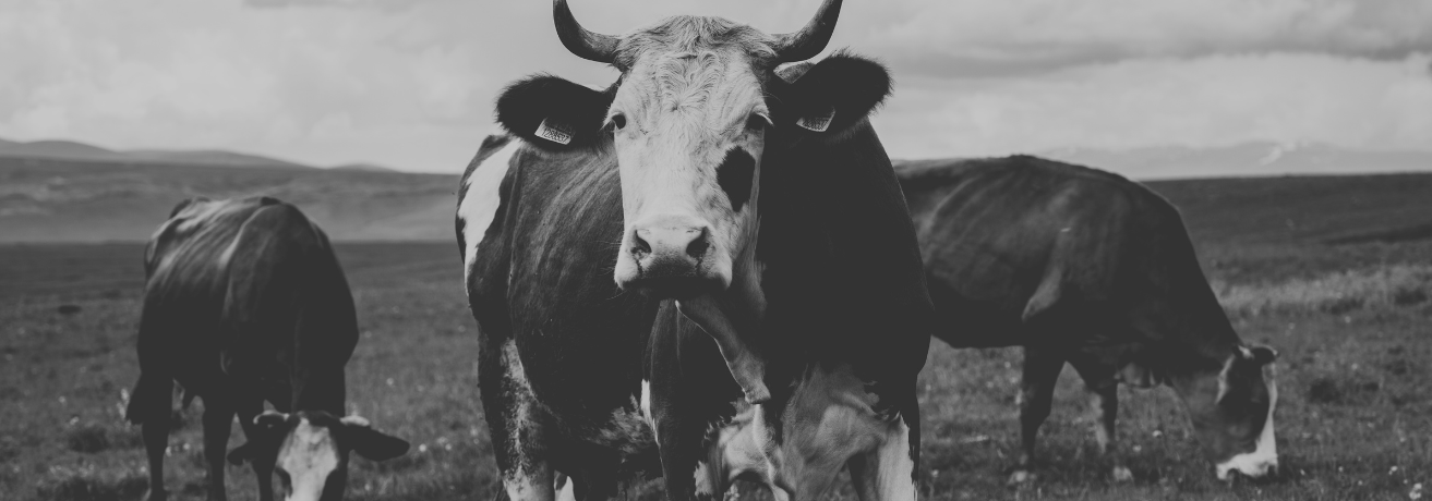 Muslim Consumers’ Perspectives