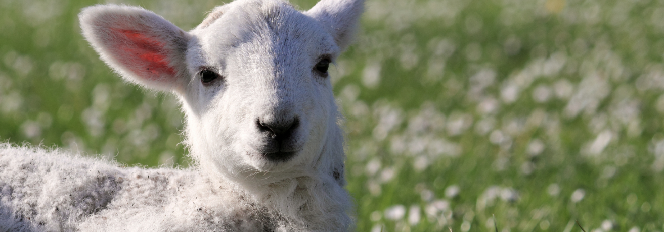 Pathways to protecting farmed animals in Qatar