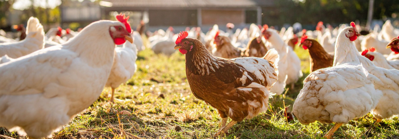 Pathways to protecting farmed animals in Kuwait