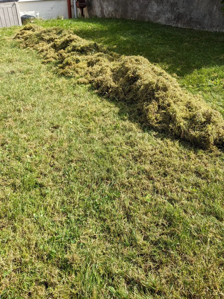 Can You Till a Yard for Reseeding: Essential Tips for Success