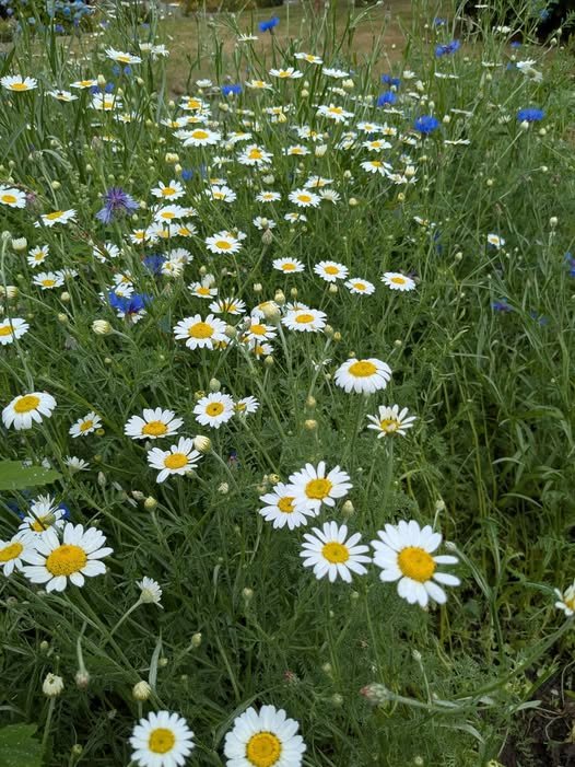 5 ways to be more sustainable in your garden