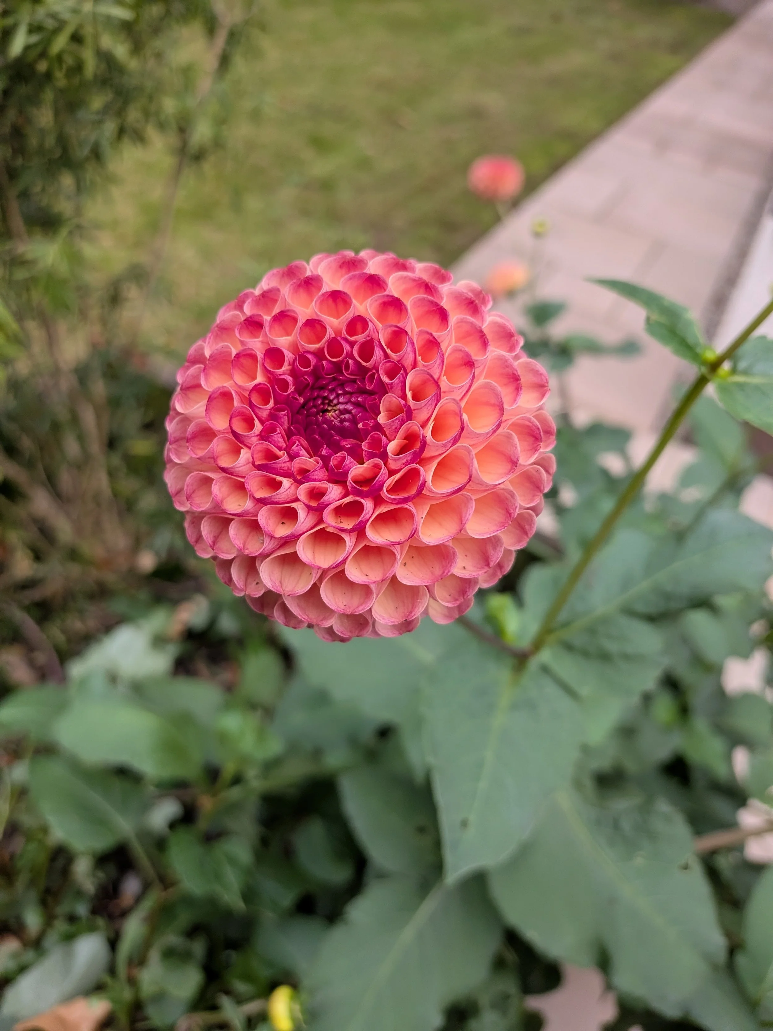 Dahlias Totnes Gardening