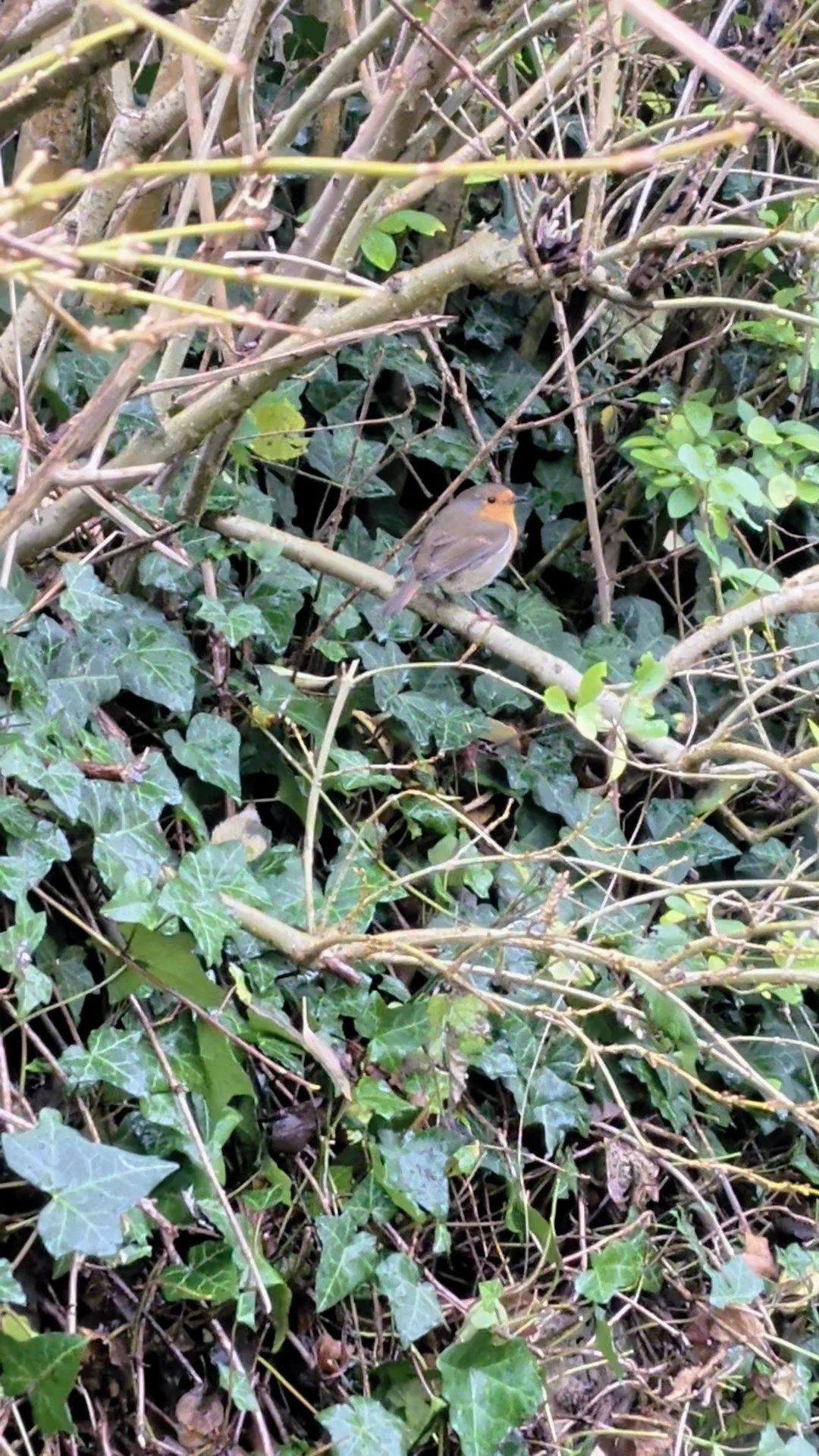 A Day in the Garden with the Robins