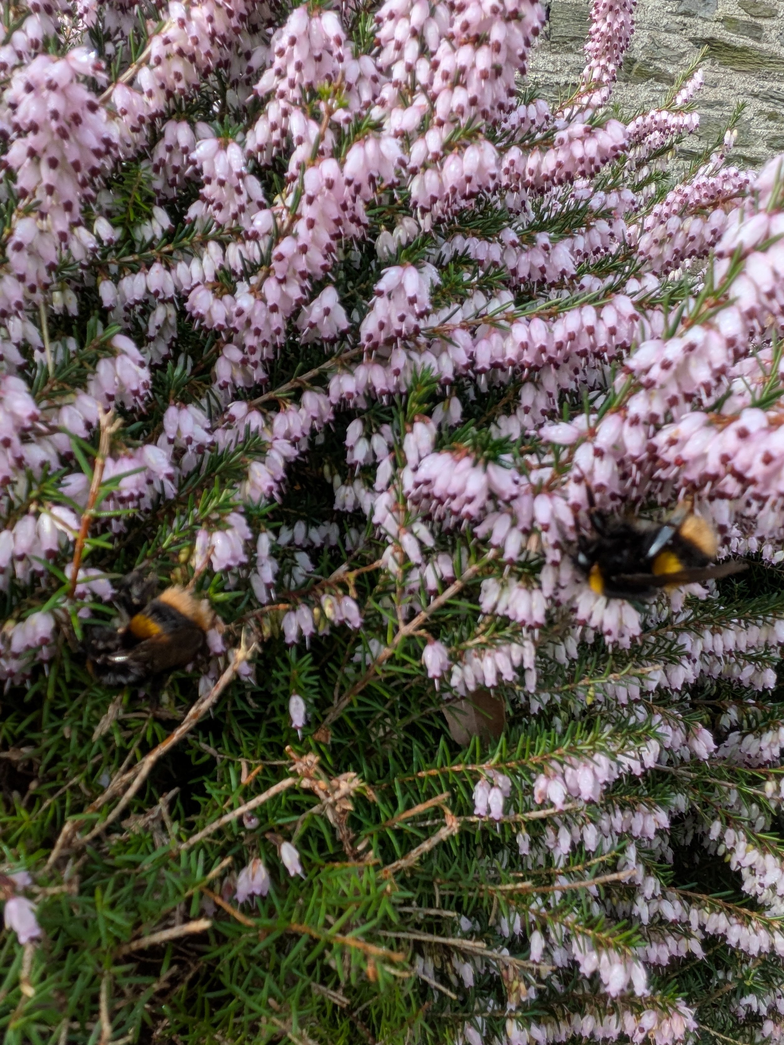 Early Spring Bees on Heather in Totnes 🐝🌸