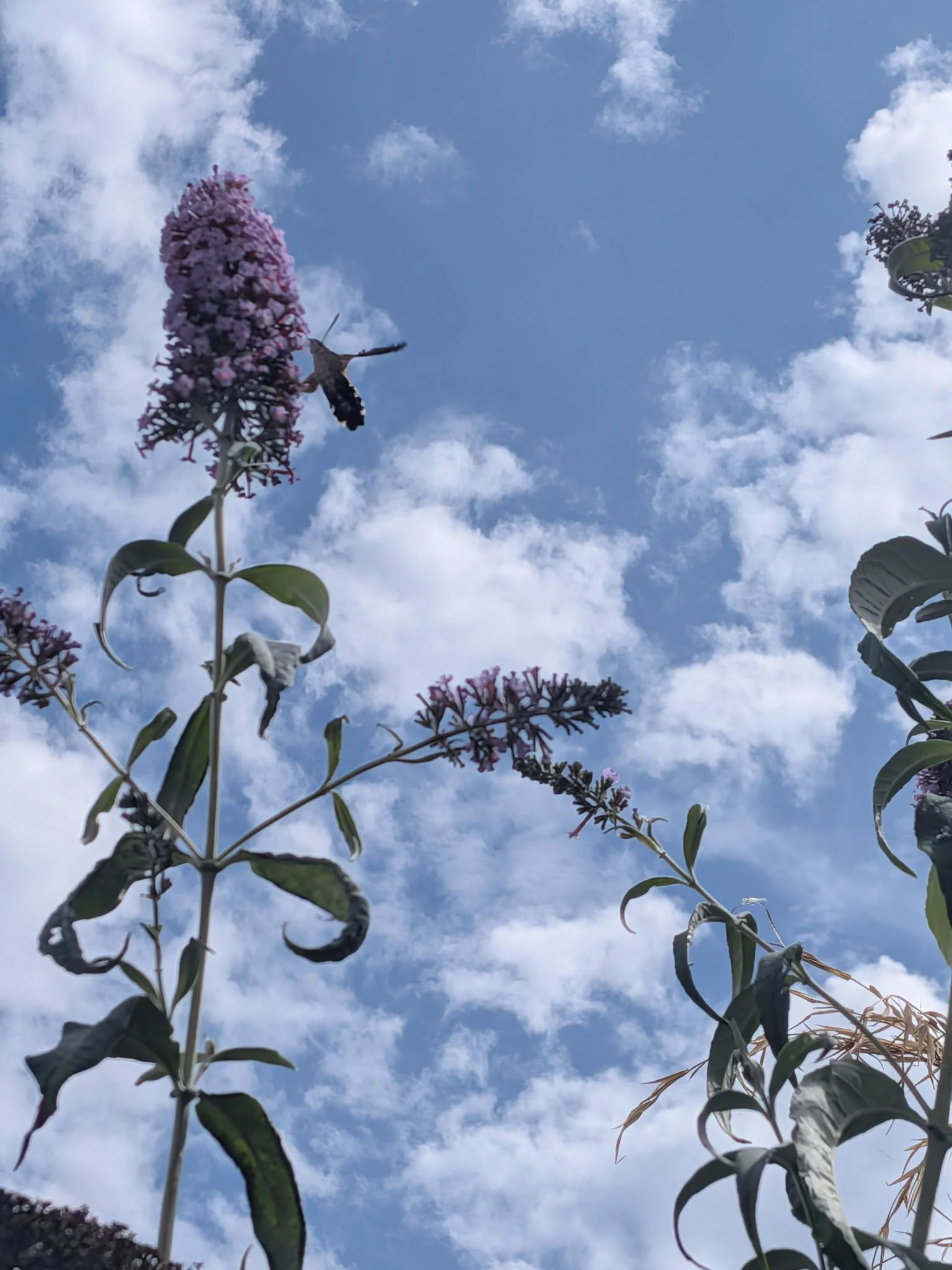 A hummingbird hawk moth