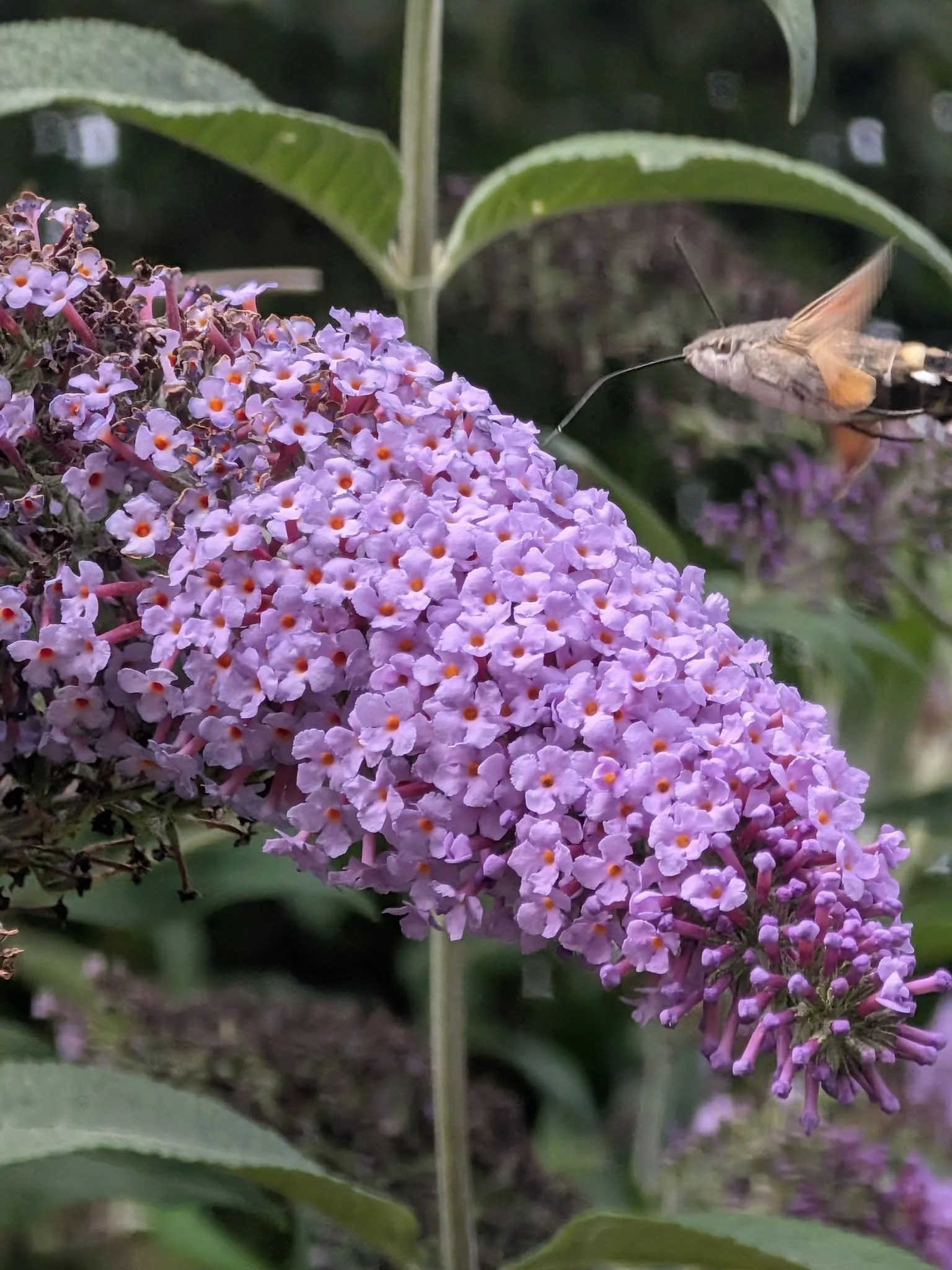 A Hummingbird Hawk Moth Summer 🦋