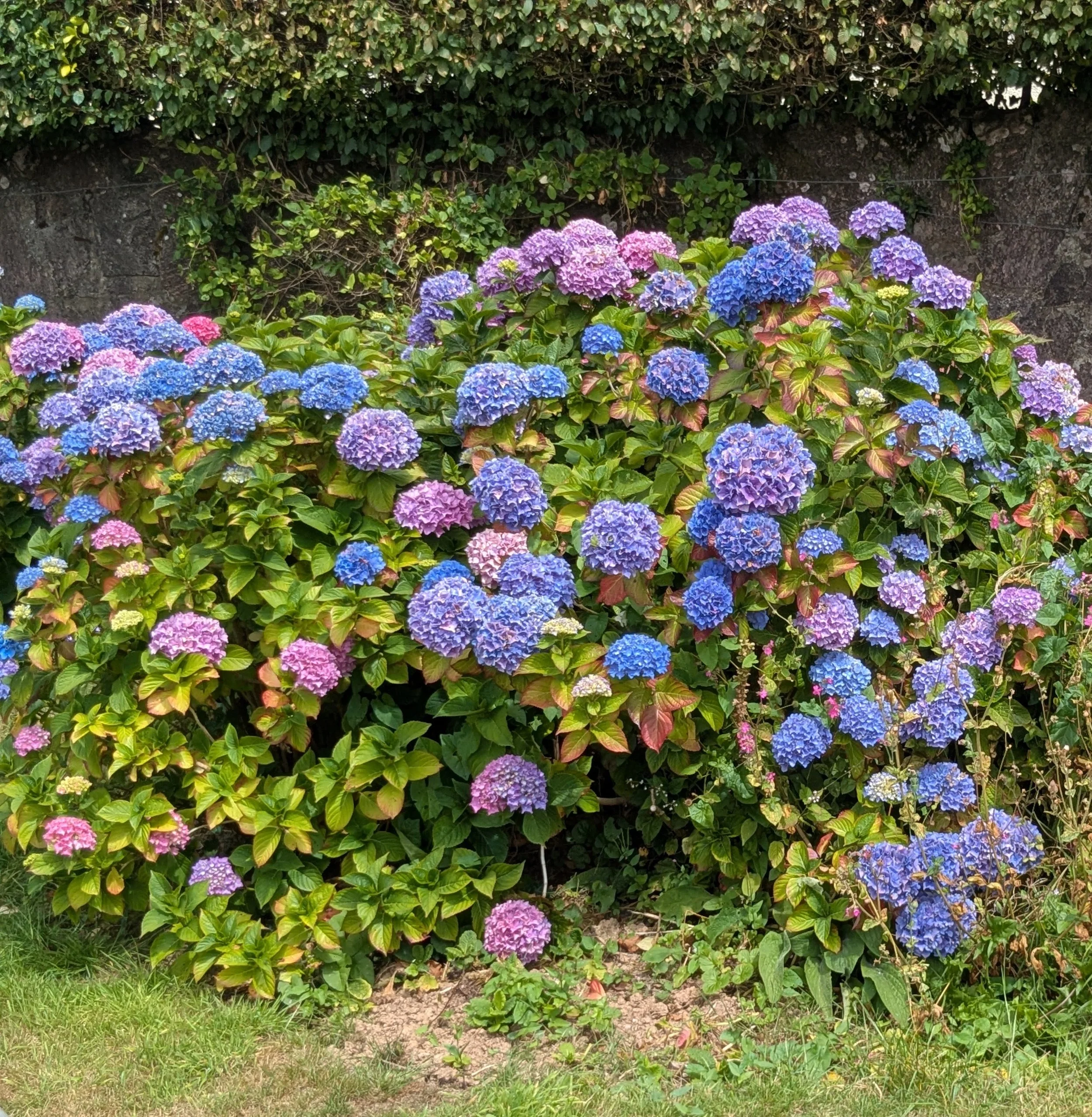 professional-hydrangea-pruning-after-totnes..jpg