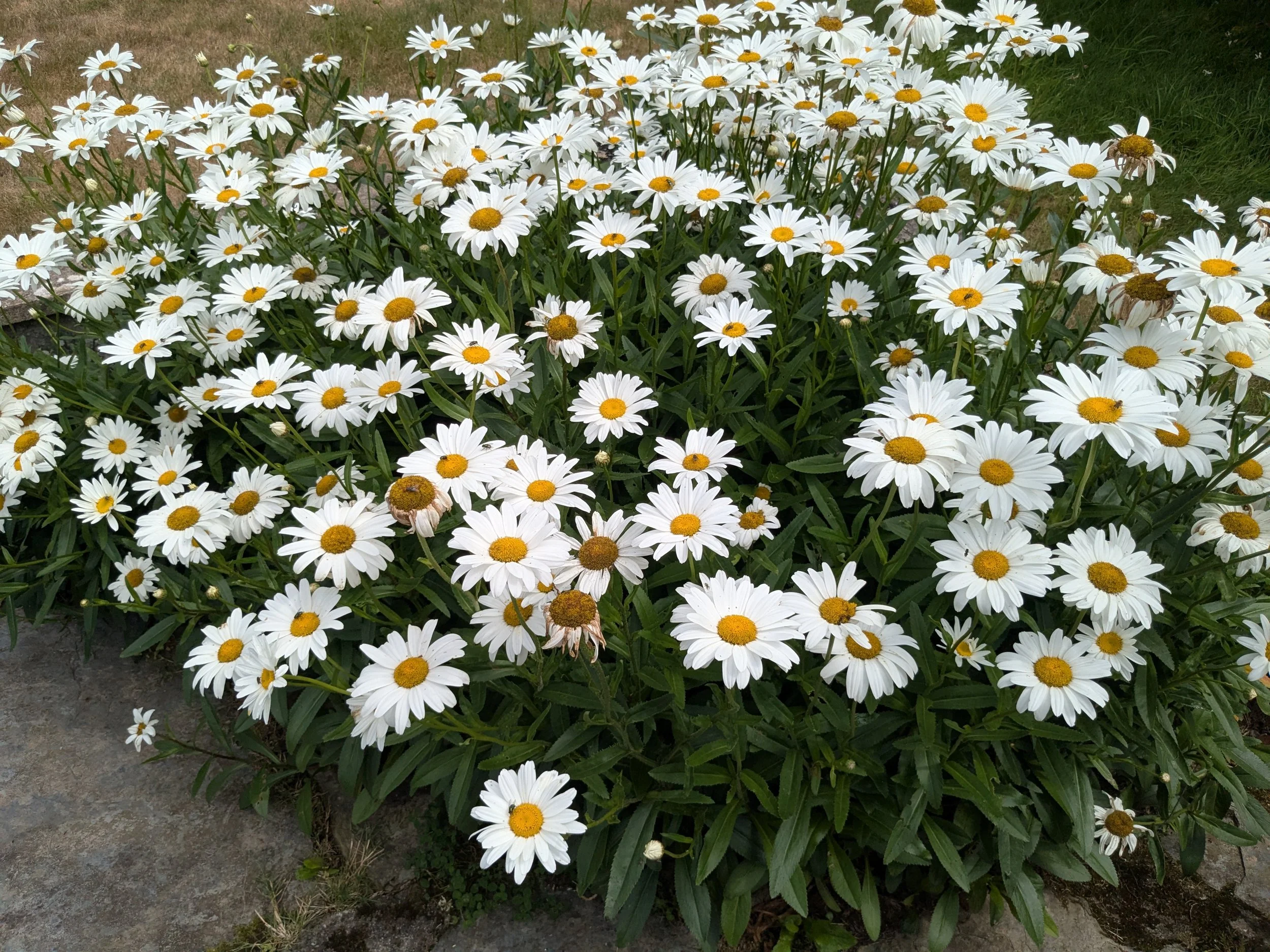 shasta-daisies-cottage-garden-totnes..jpg
