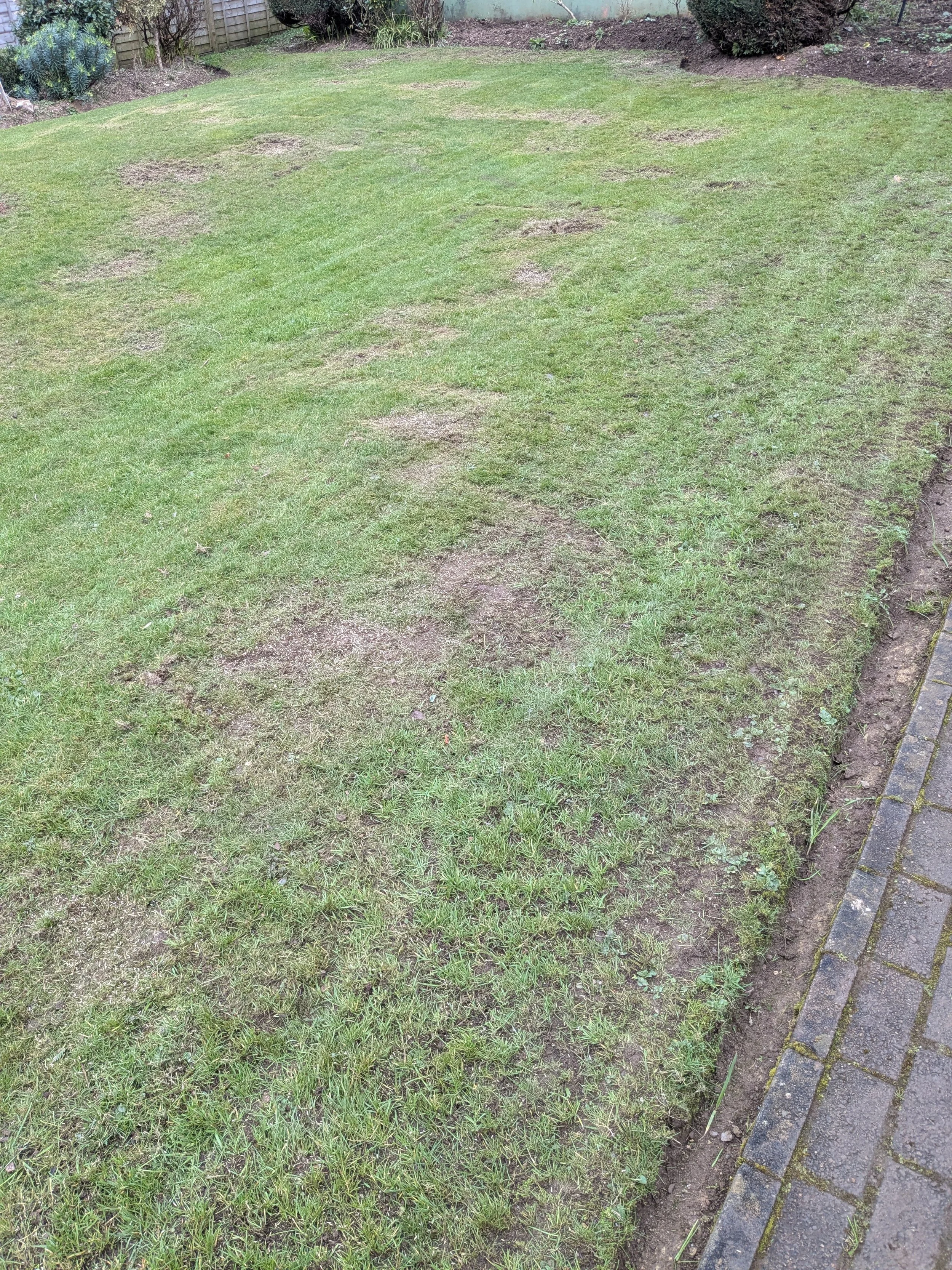 totnes-lawn-scarification-moss-removal-4.jpg
