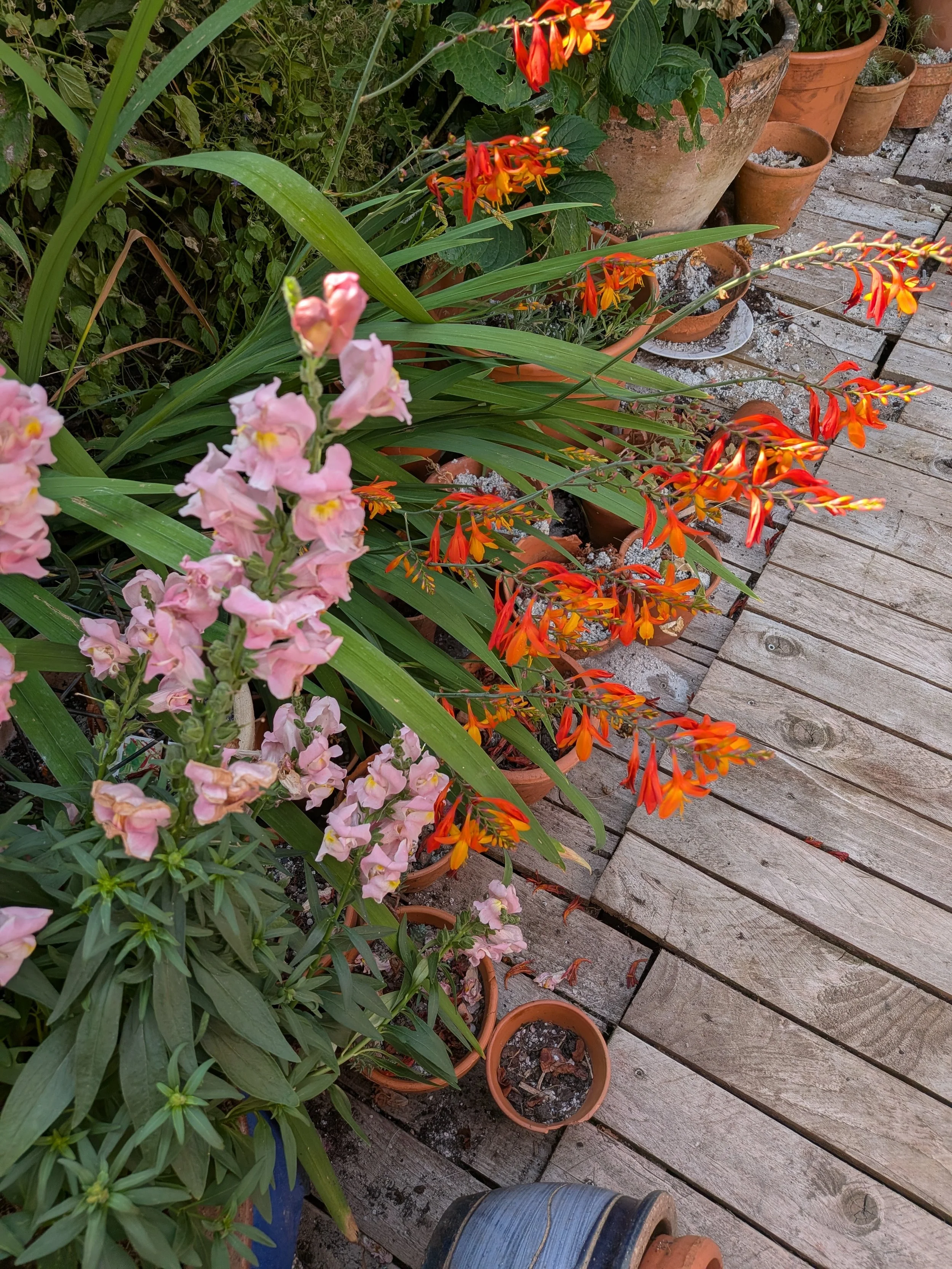 "Fiery orange Crocosmia blooms and vibrant pink Snapdragons thriving in terracotta pots on a rustic wooden walkway during the July heatwave."