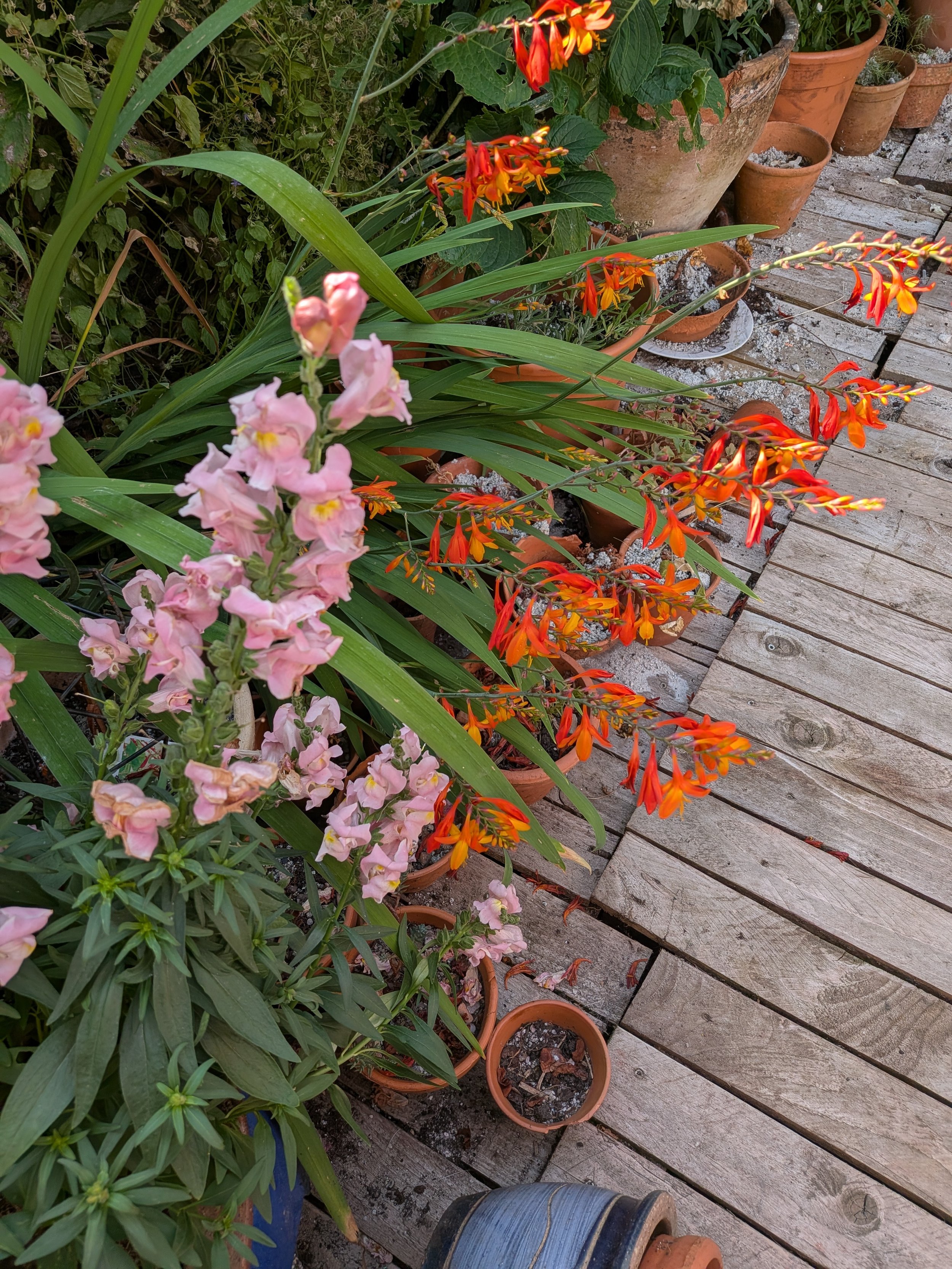 The Late-Summer Show: How Crocosmia Flourishes While the Rest of the Garden Scorches