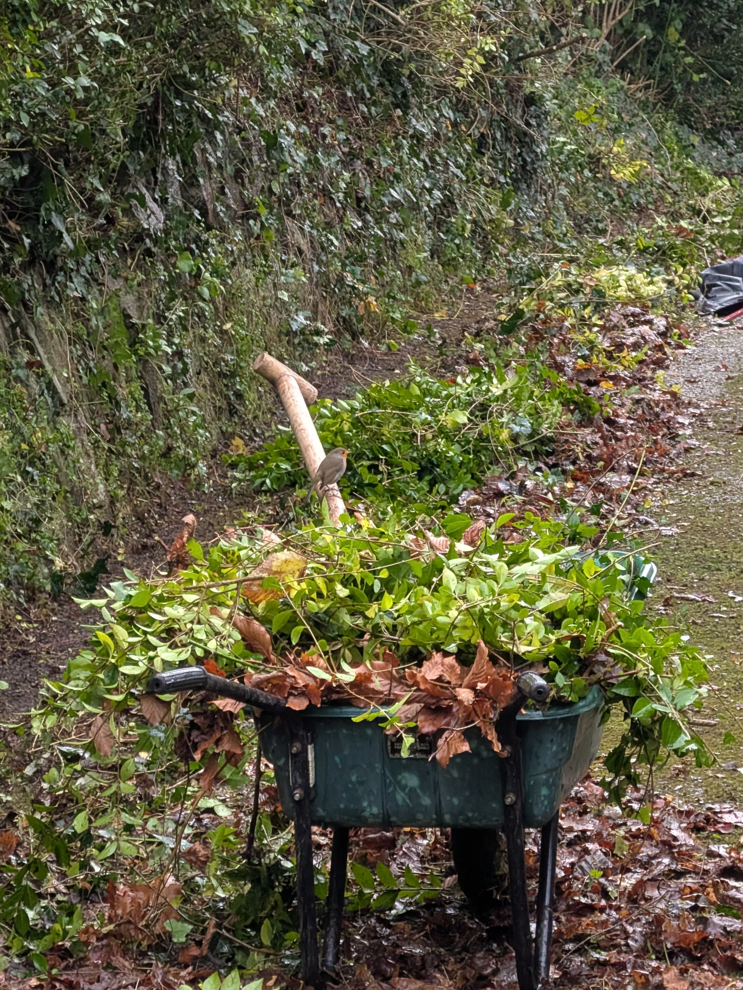 A wheelbarrow filled with freshly cut fallen leaves and branches, with a small bird perched on a branch in the background, outdoors on a muddy, leaf-covered path.