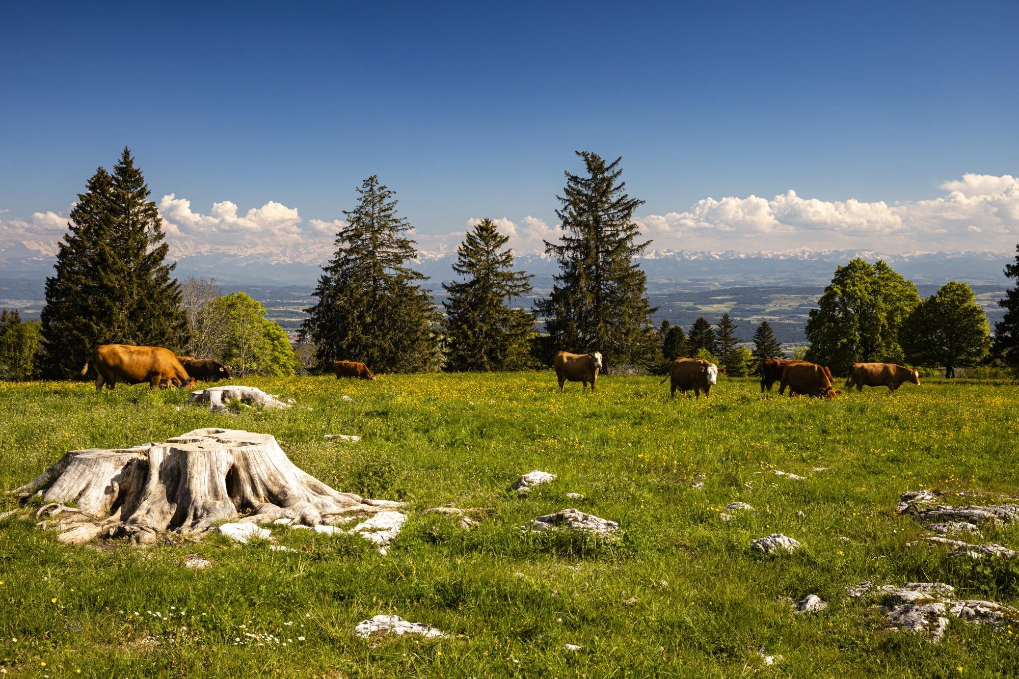 Marche printanière avec repas de midi