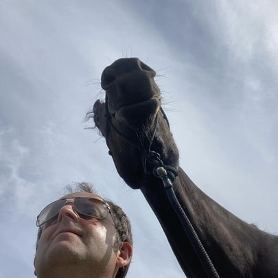 horse.jpeg