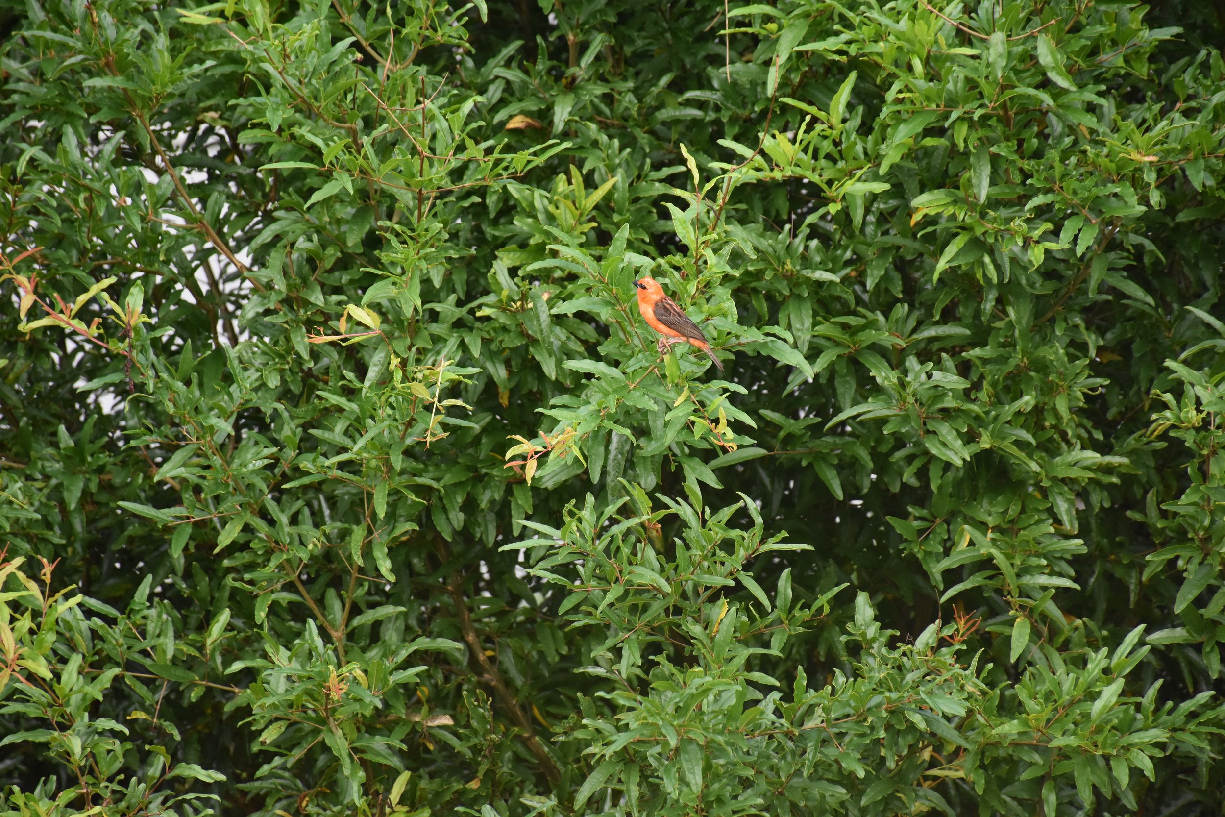 DSC_3830.JPG