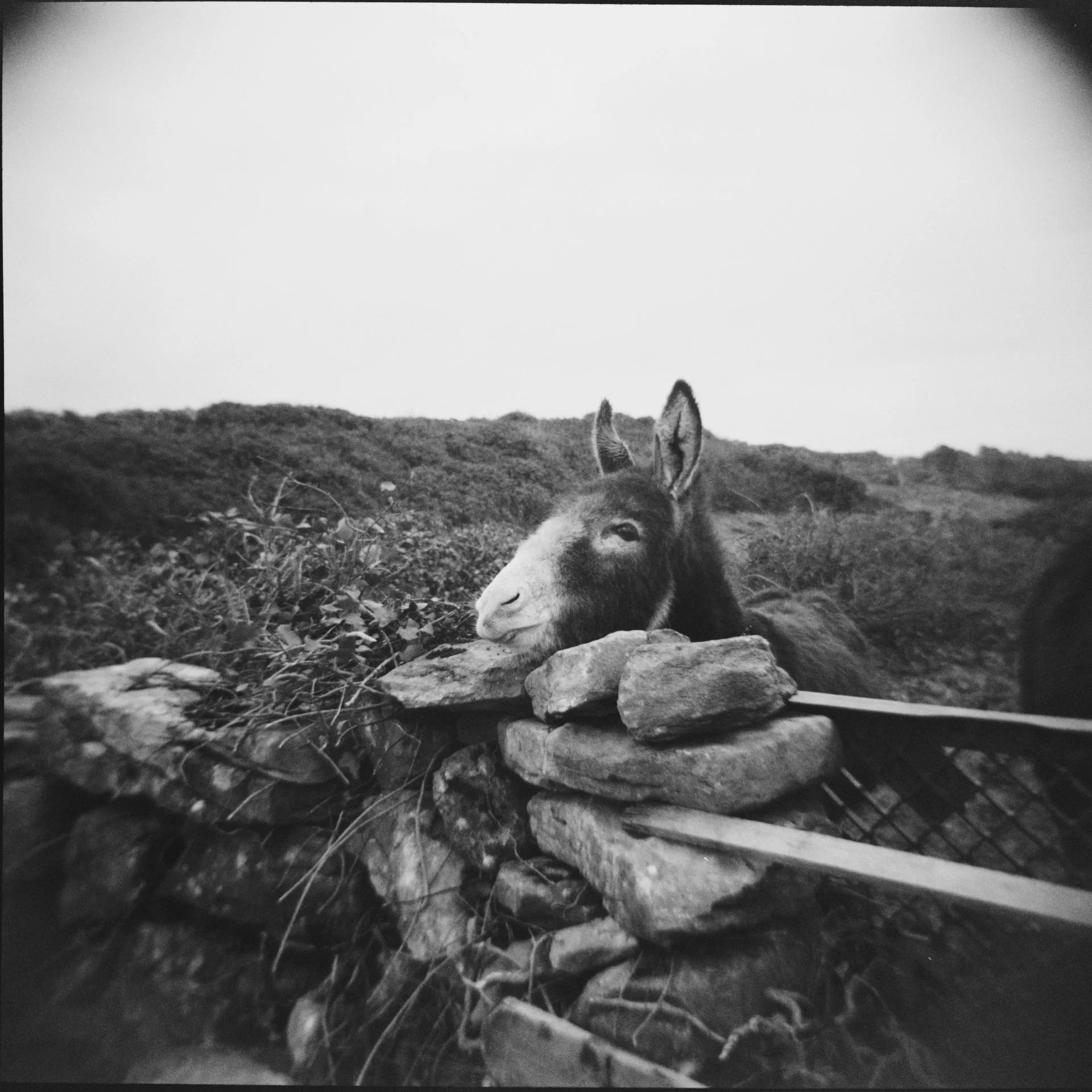 Ilford HP5 120
Ireland 2026