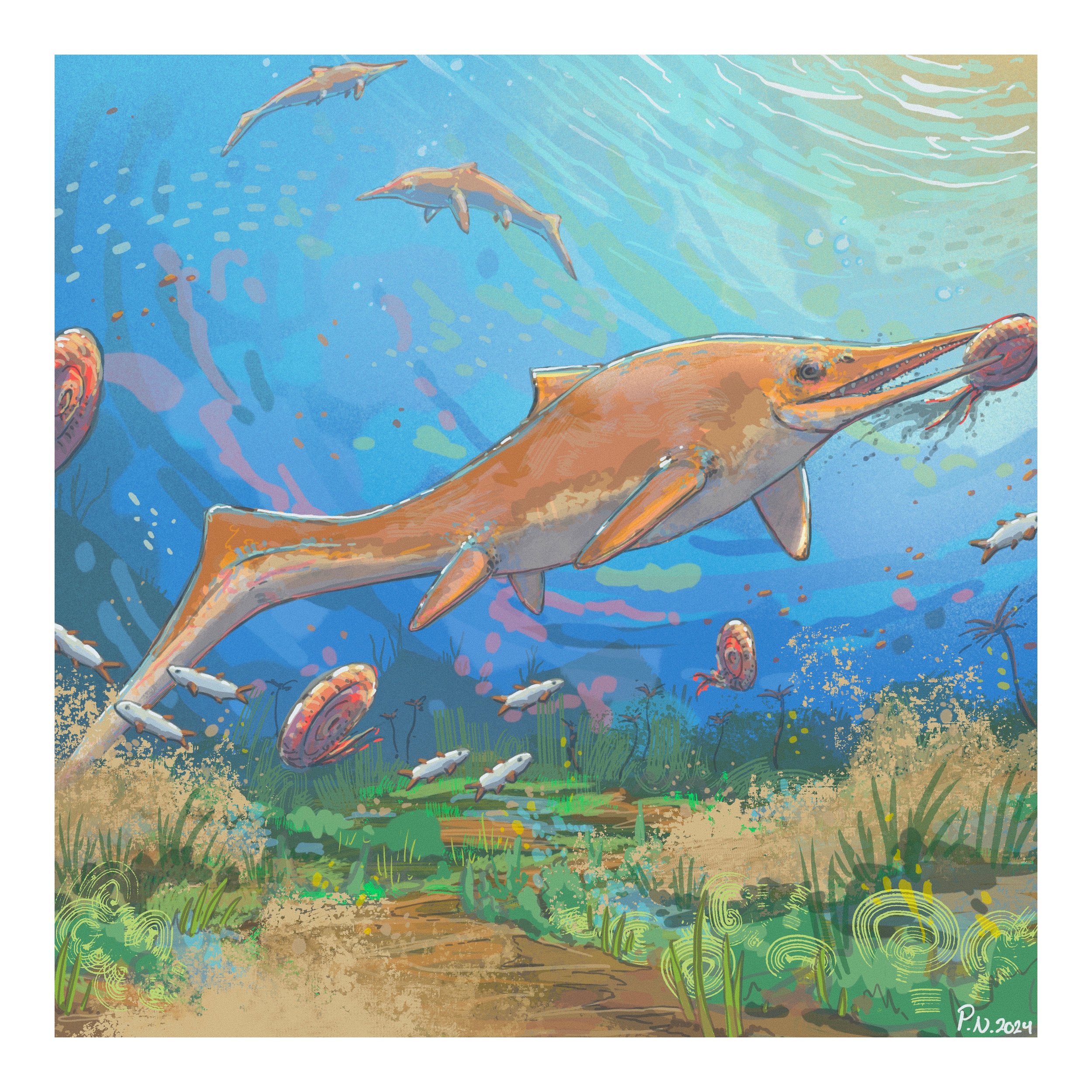 Phalarodon is a smaller Middle Triassic ichthyosaur with heterodont dentition.