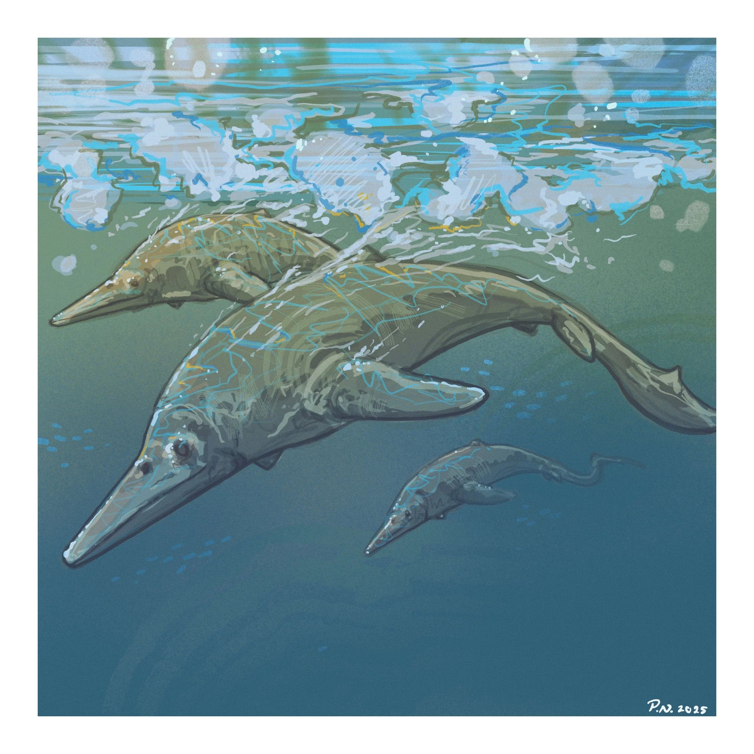 Cymbospondylus is an Early/Middle Triassic pelagic ichthyosaur that could reach larger sizes. Remains are found on Svalbard, Norway and North America.
