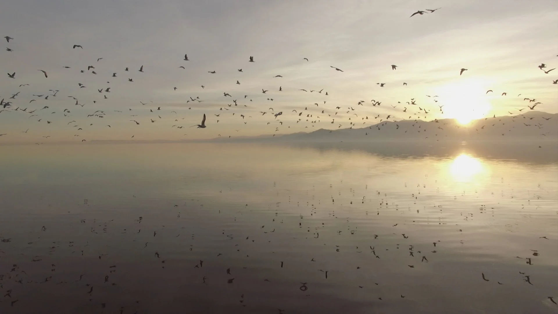 Flock of birds flying over a tranquil lake at sunset with mountains in the background.