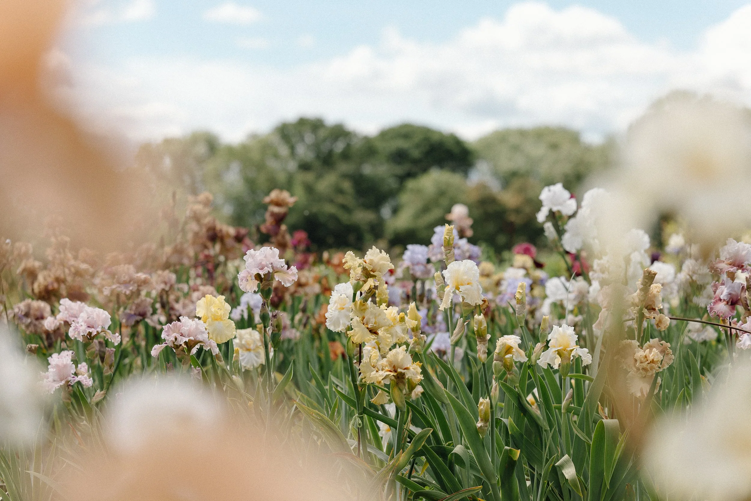 Bearded-iris-field