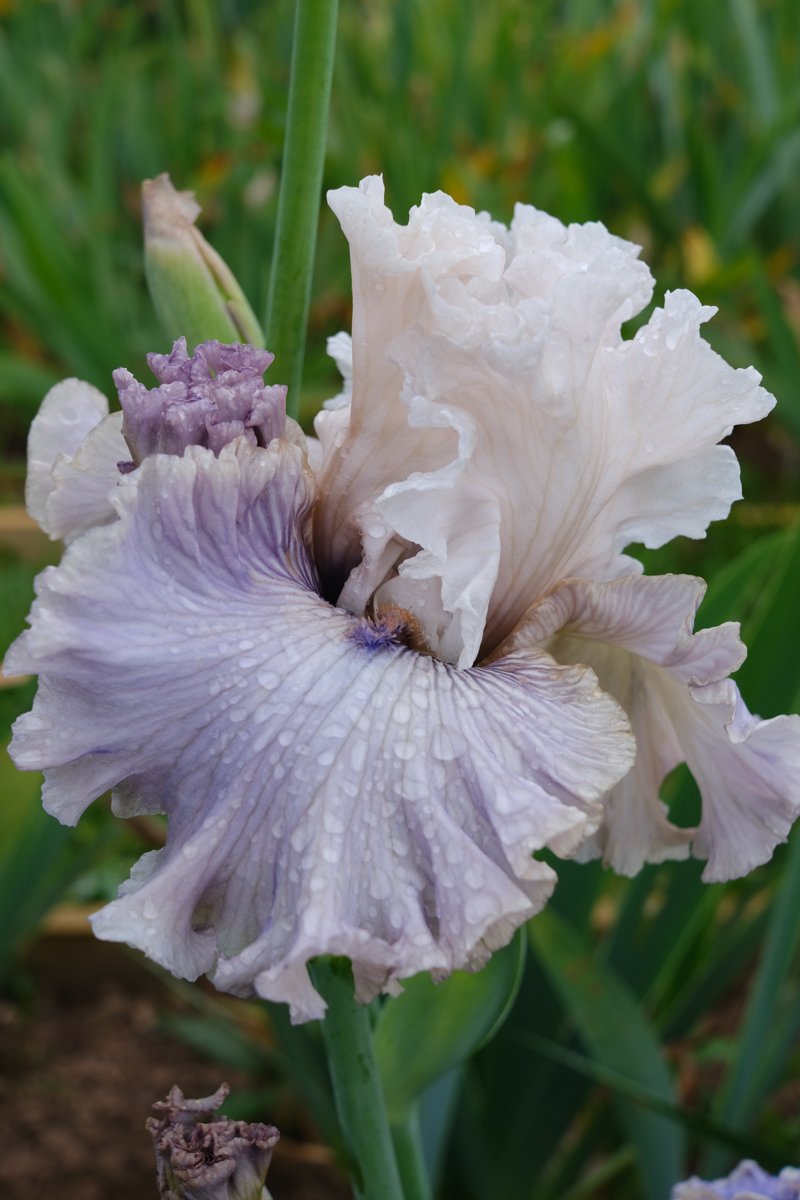 falls-and-standards-vervain-bearded-iris-2022-homegrown-british-flowers-12.jpg