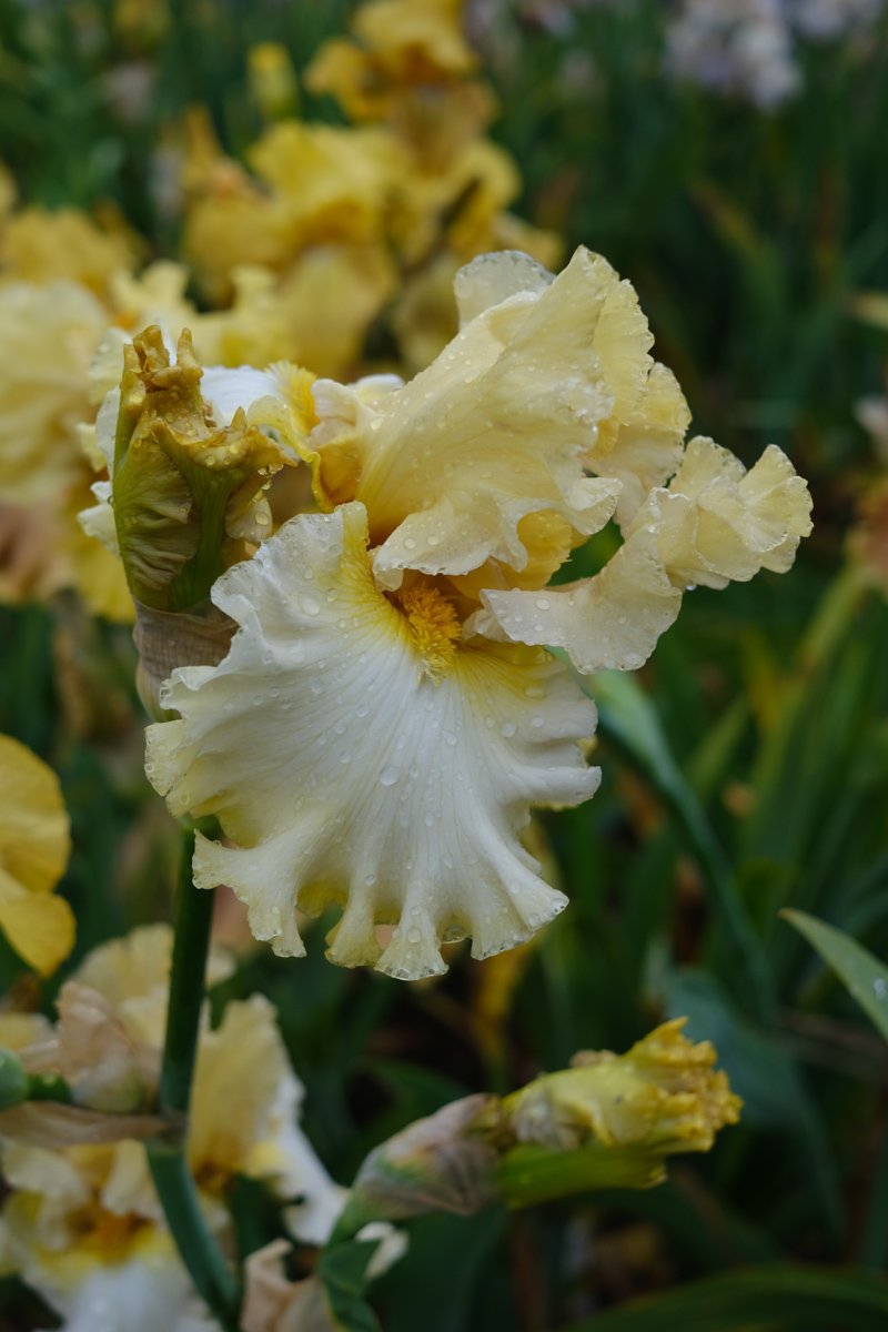 falls-and-standards-vervain-bearded-iris-2022-homegrown-may-flower-603.jpg