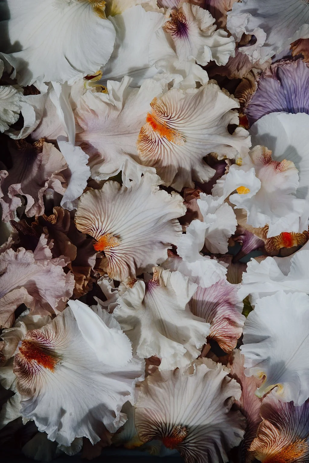 Falls & Standards bearded irises petals