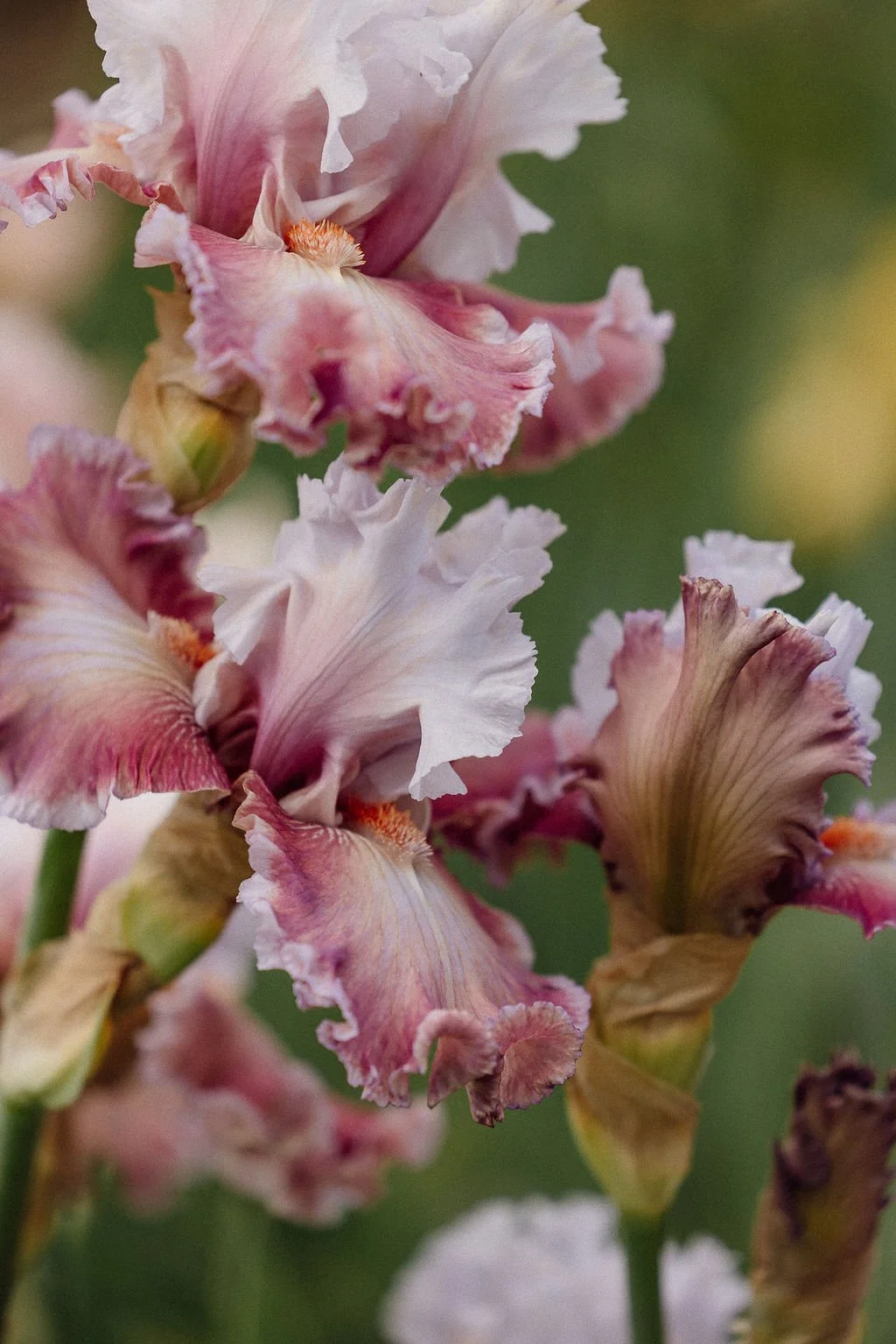 Falls & Standards bearded iris close-up of pink and white iris flowers with ruffled petals and green background.
