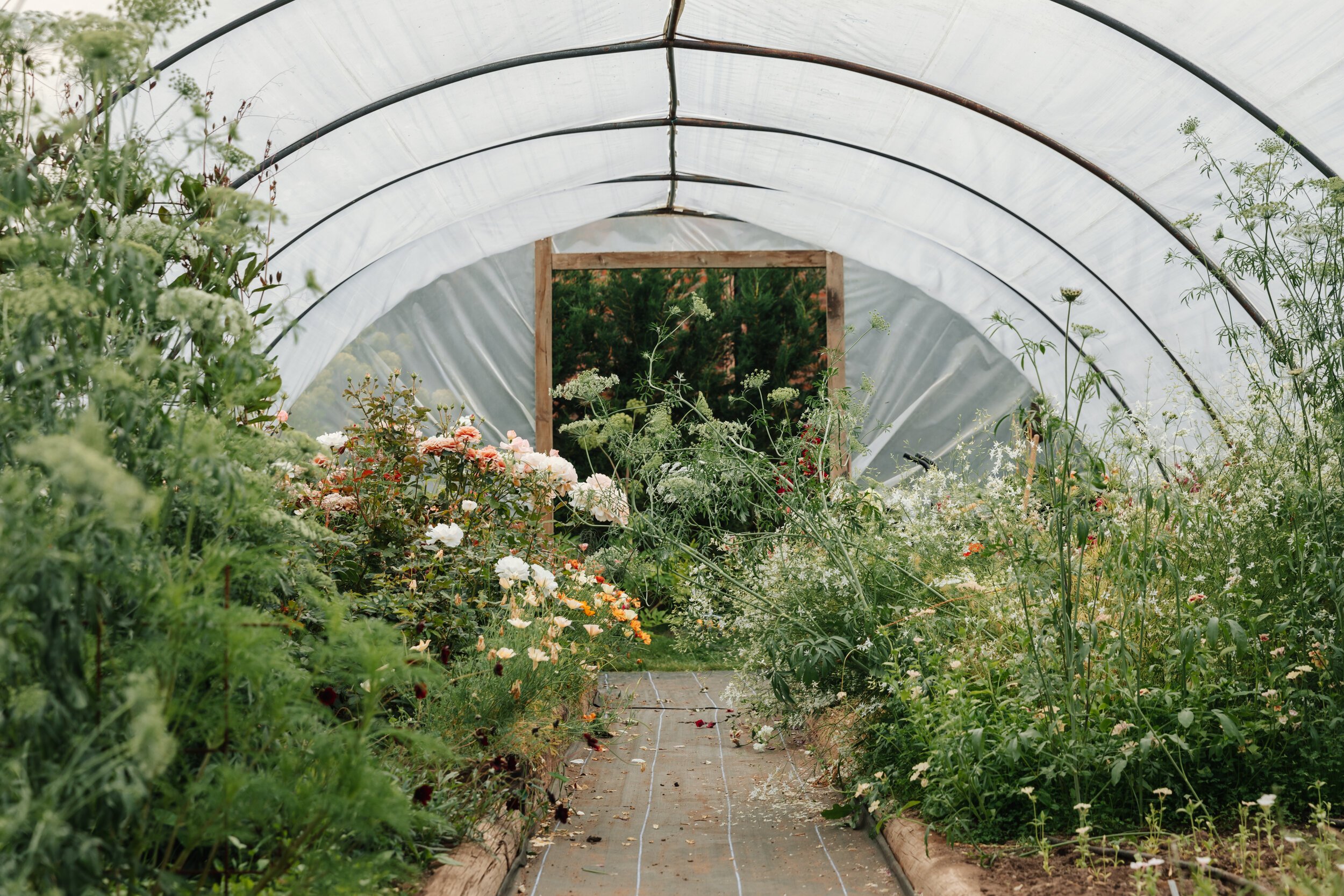 British grown flowers at Vervain's studio garden