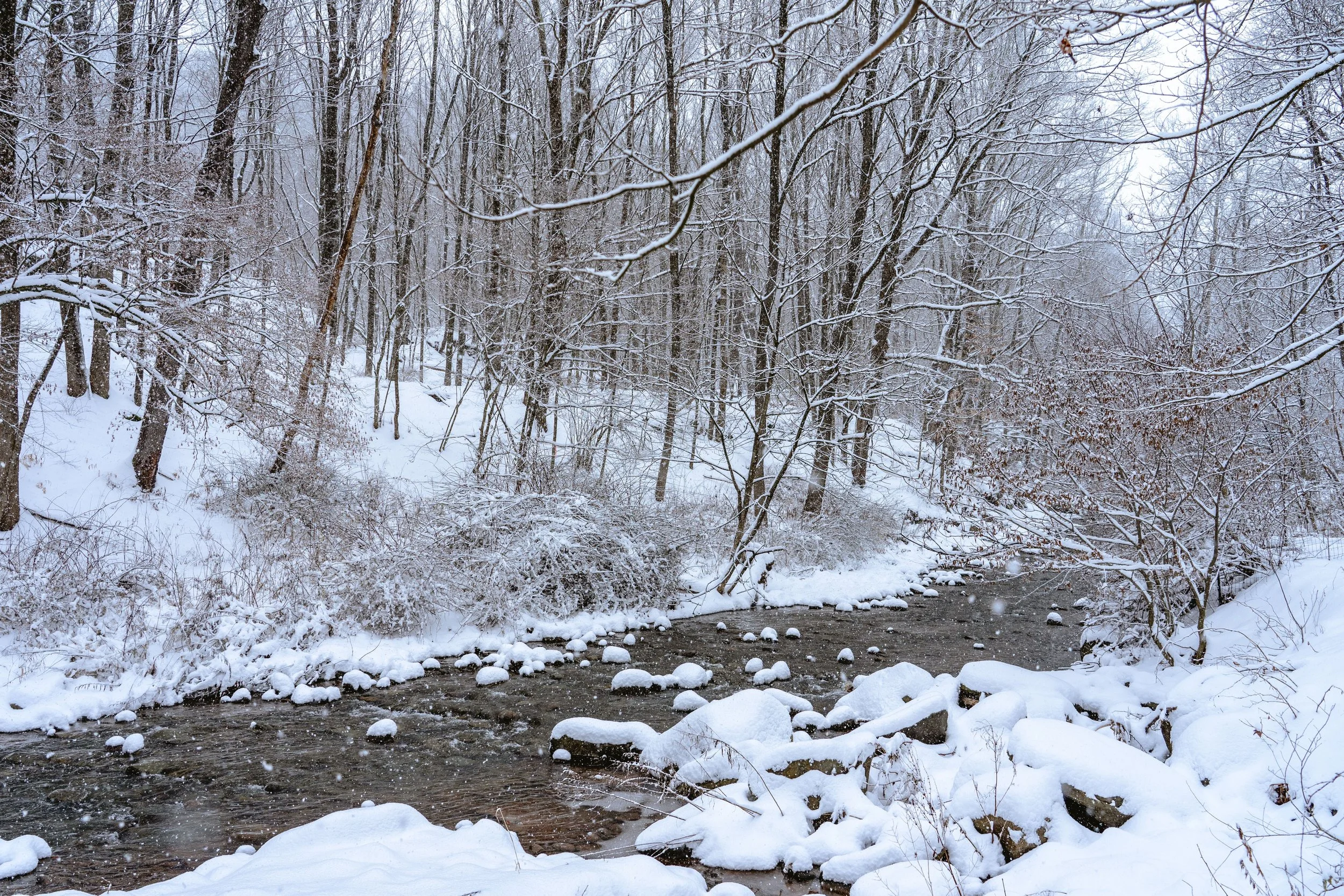 Winter buck brook.jpeg