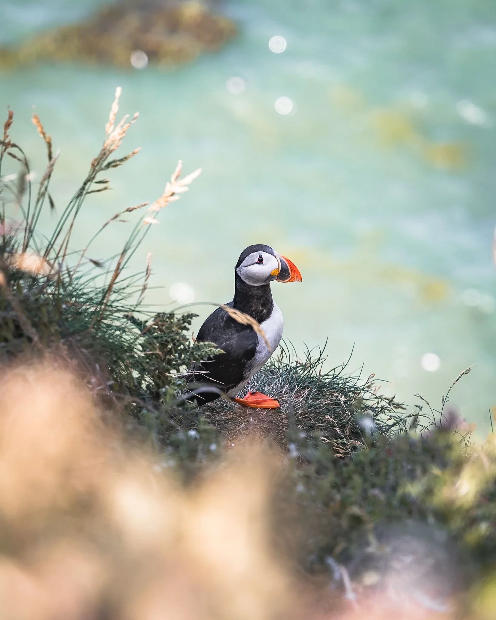 A puffin standing among grass and plants near a body of water with a rocky background, partially obscured in the foreground.