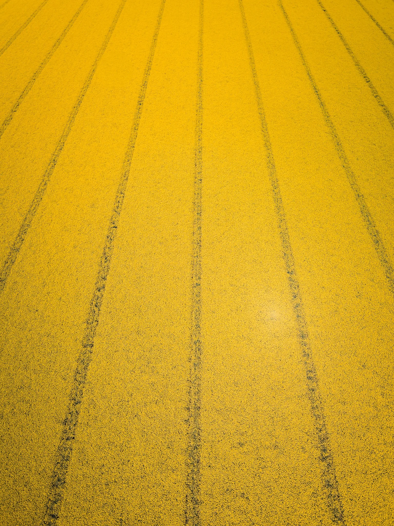 Aerial view of a large yellow rapeseed field with dark lines forming pattern.