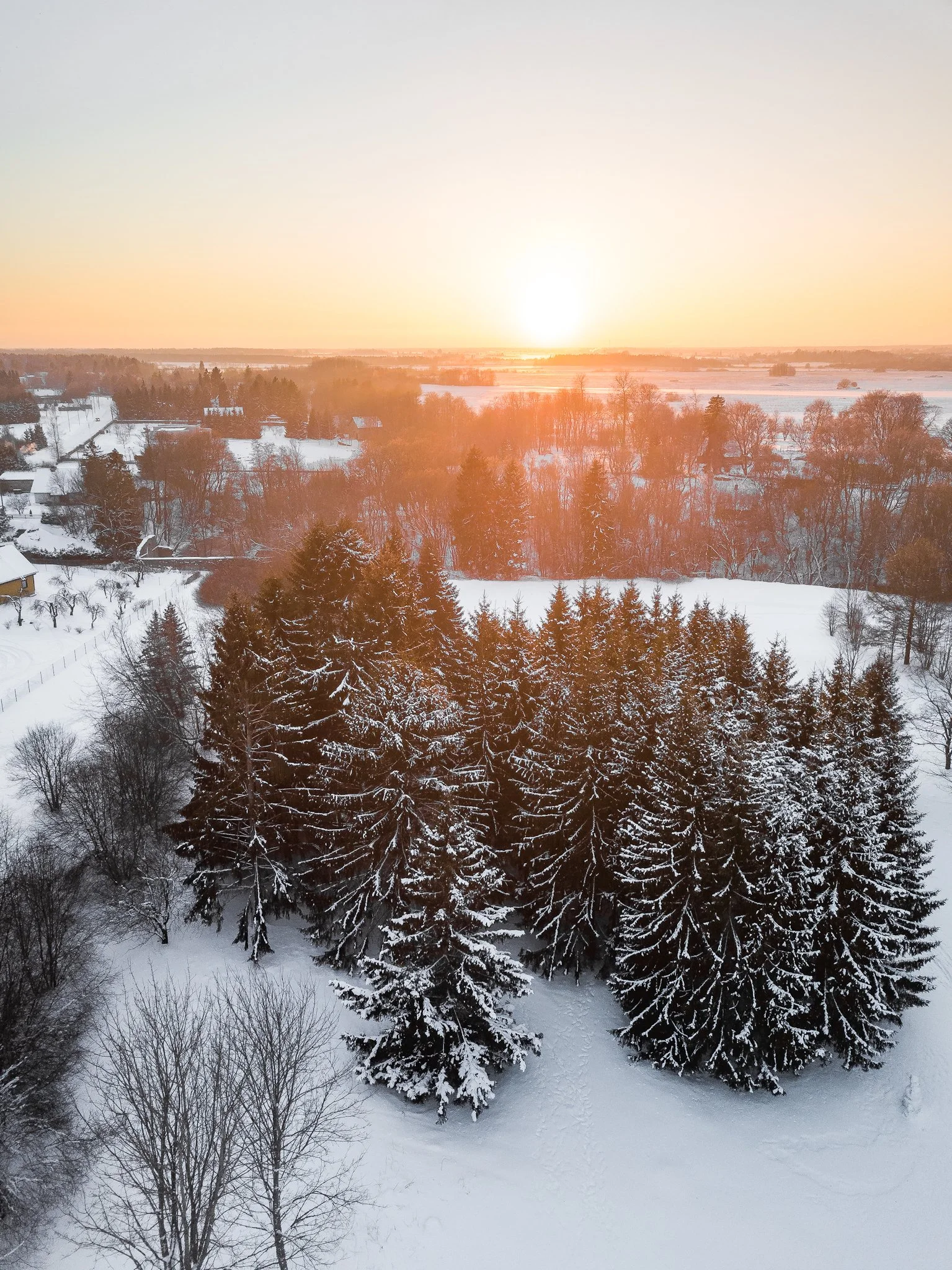 Snow-covered trees and houses at sunset with a clear sky.