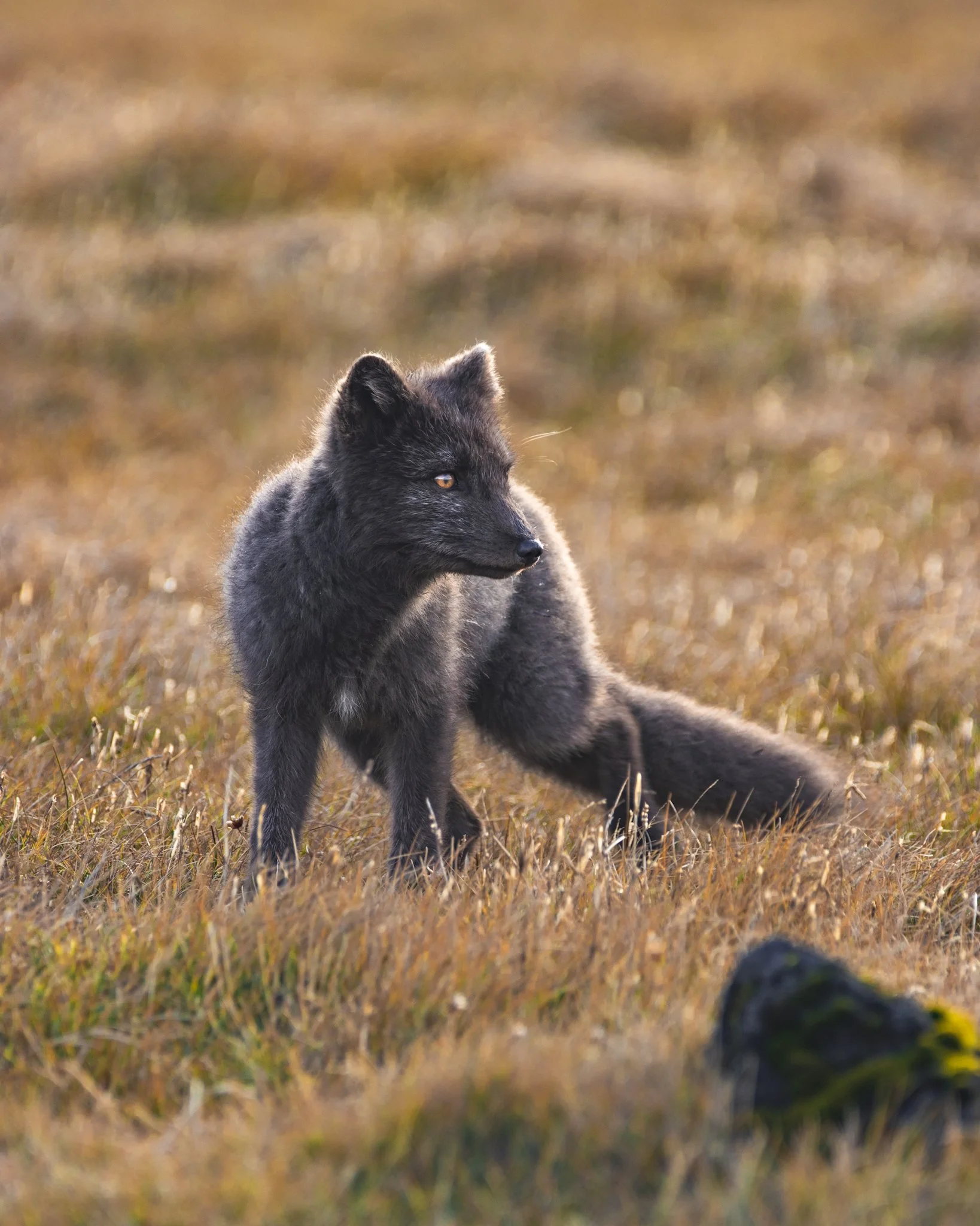 A black Arctic Fox pup sitting on a grassy field with a blurred background, looking to the right.