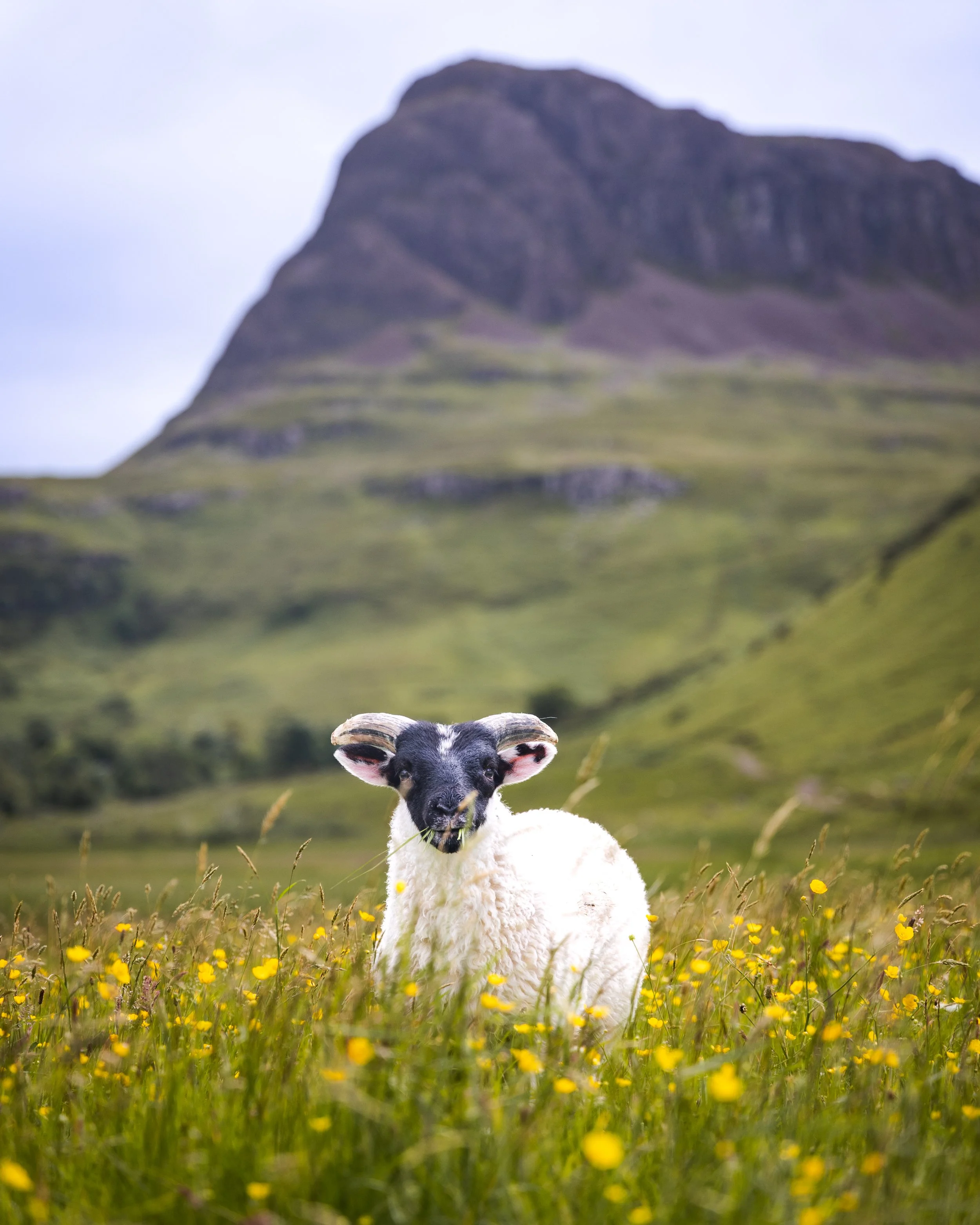 A sheep lying in a field of yellow flowers with a mountain in the background.