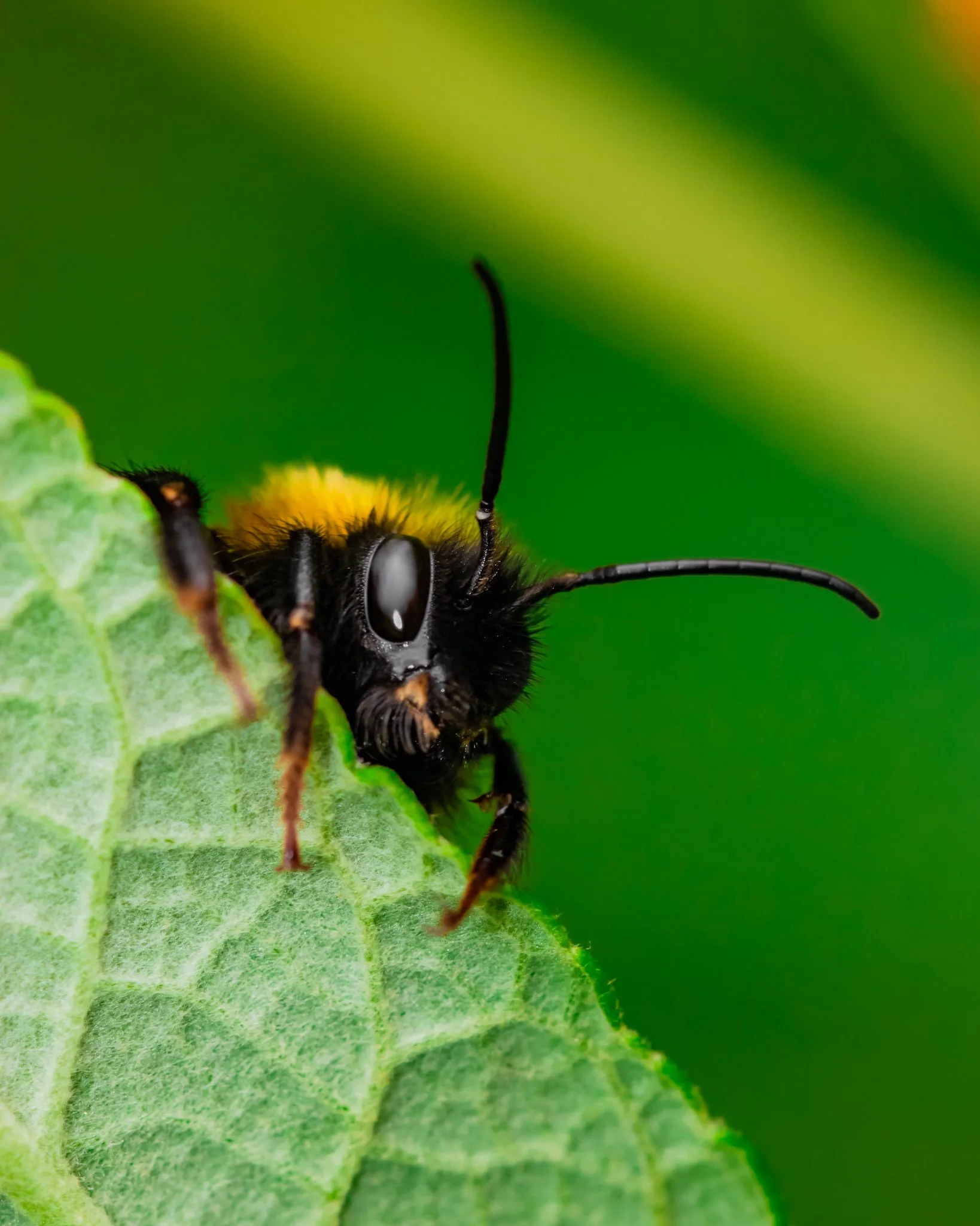 Close-up of a black and yellow bumblebee resting on a green leaf.